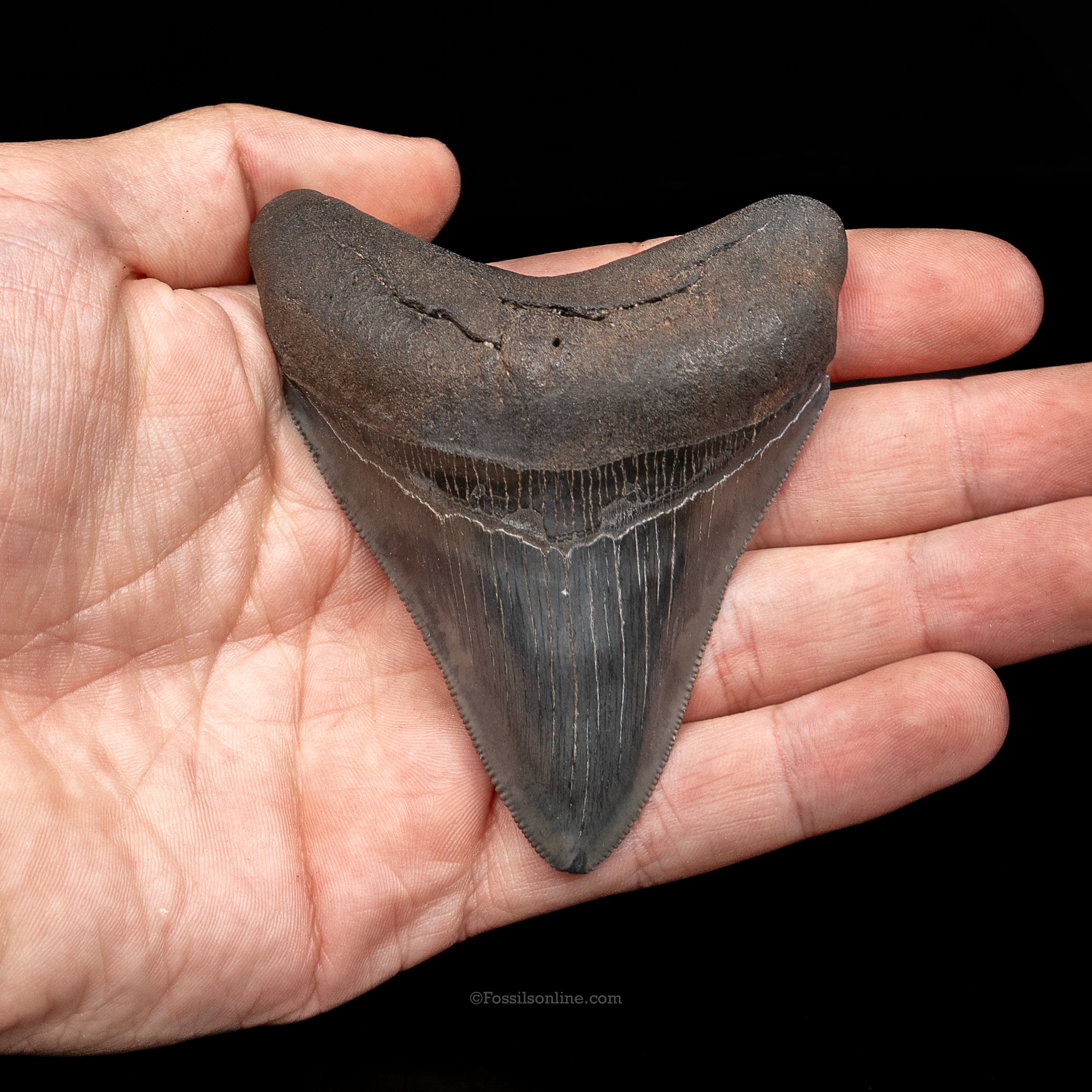 South Carolina Megalodon 3.49"