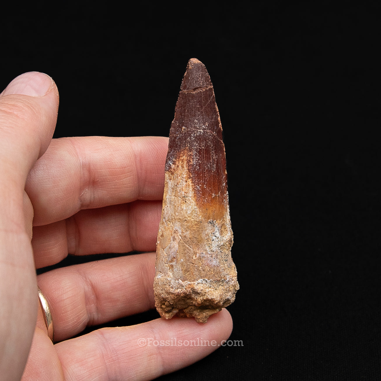 Spinosaurus Dinosaur Tooth Med Case