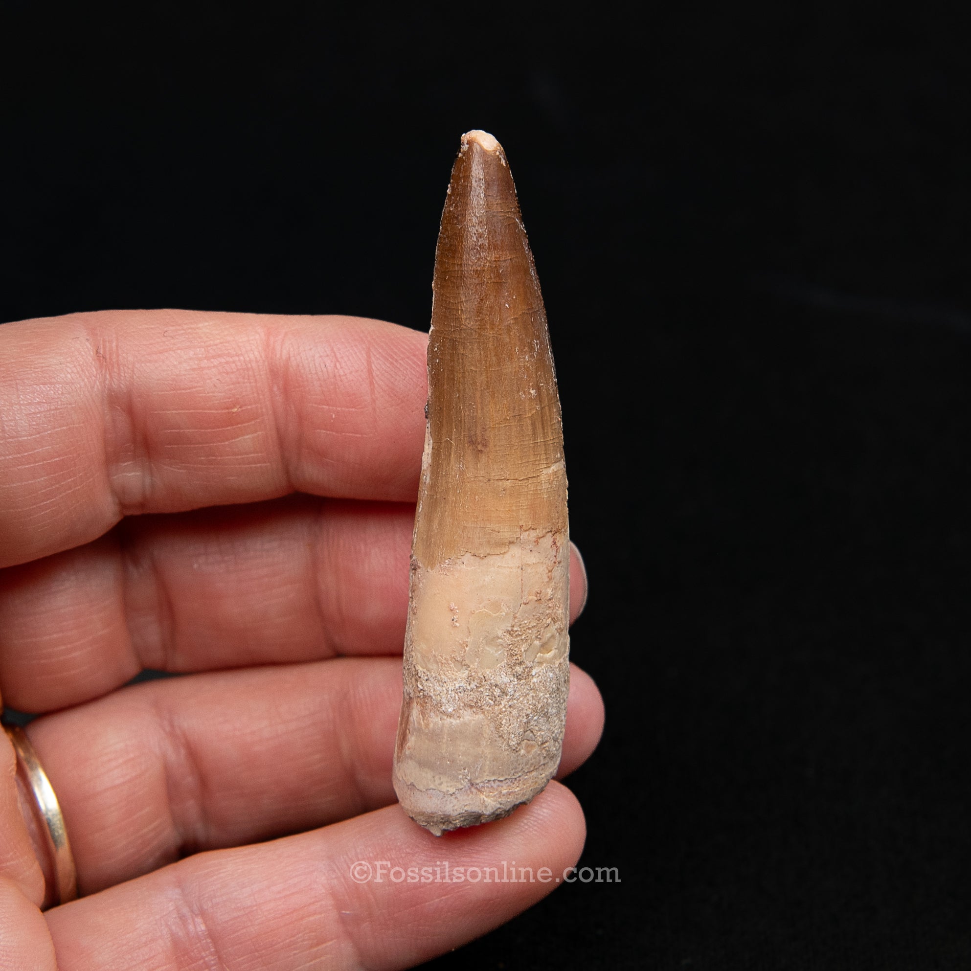 Spinosaurus Dinosaur Tooth Med Case