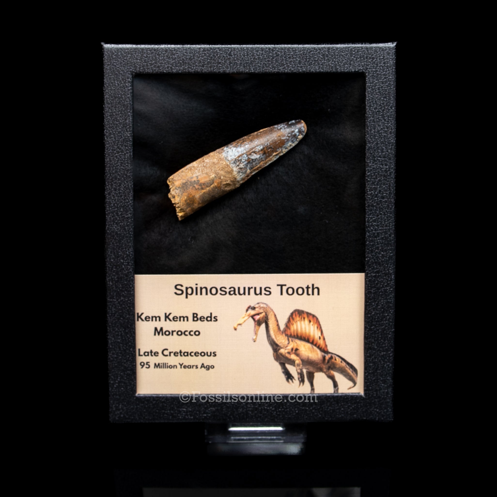 Spinosaurus Dinosaur Tooth in Lg Case