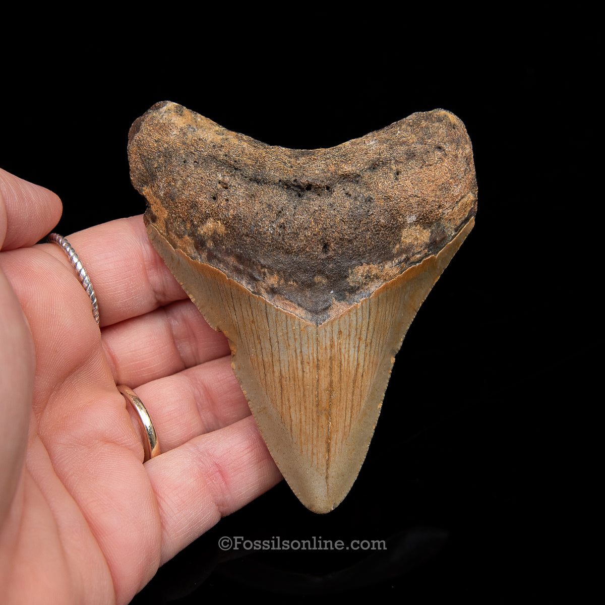 Genuine Prehistoric Fossil Tooth — Meg 3.62", North Carolina