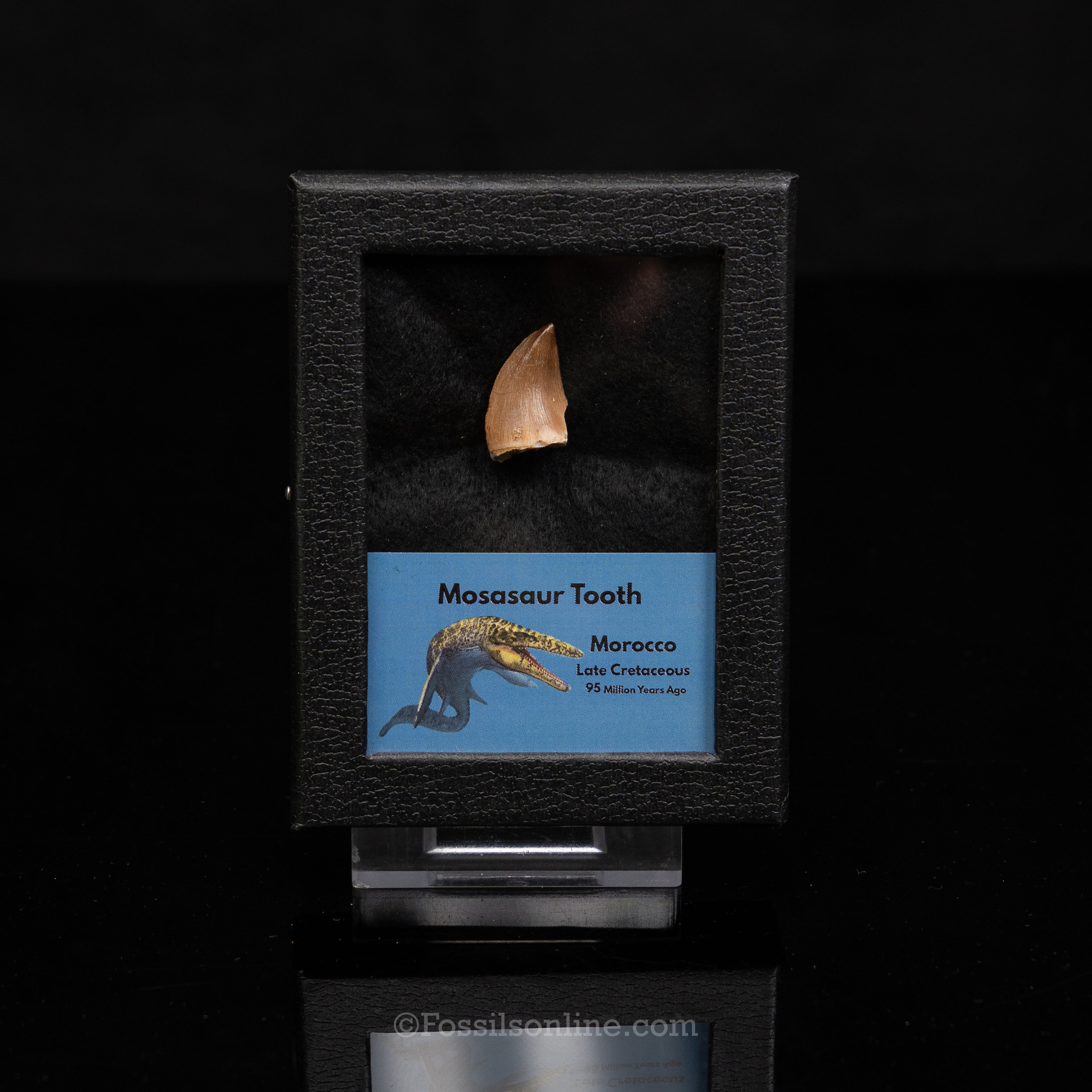Mosasaur Tooth in sm case