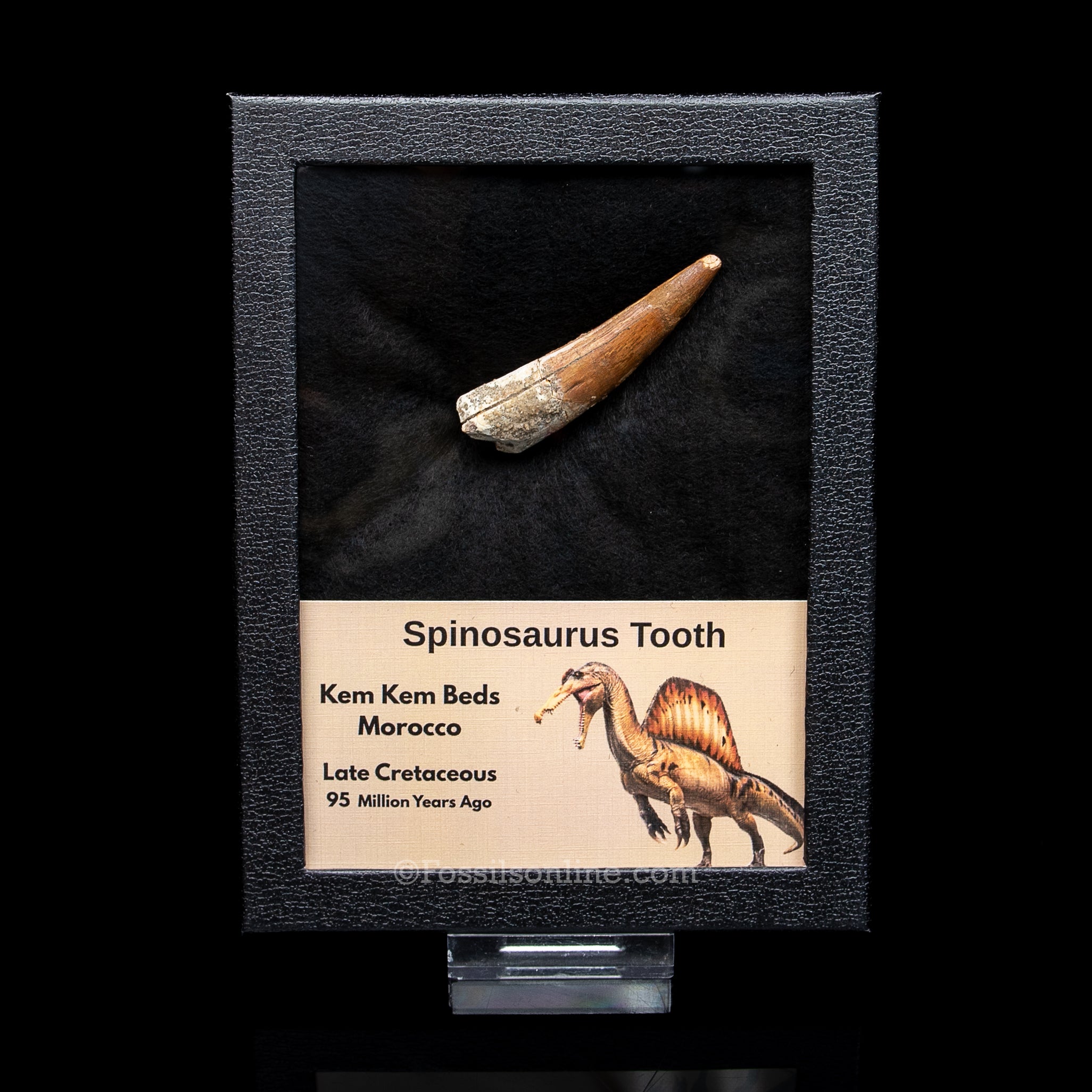 Spinosaurus Dinosaur Tooth in Lg Case