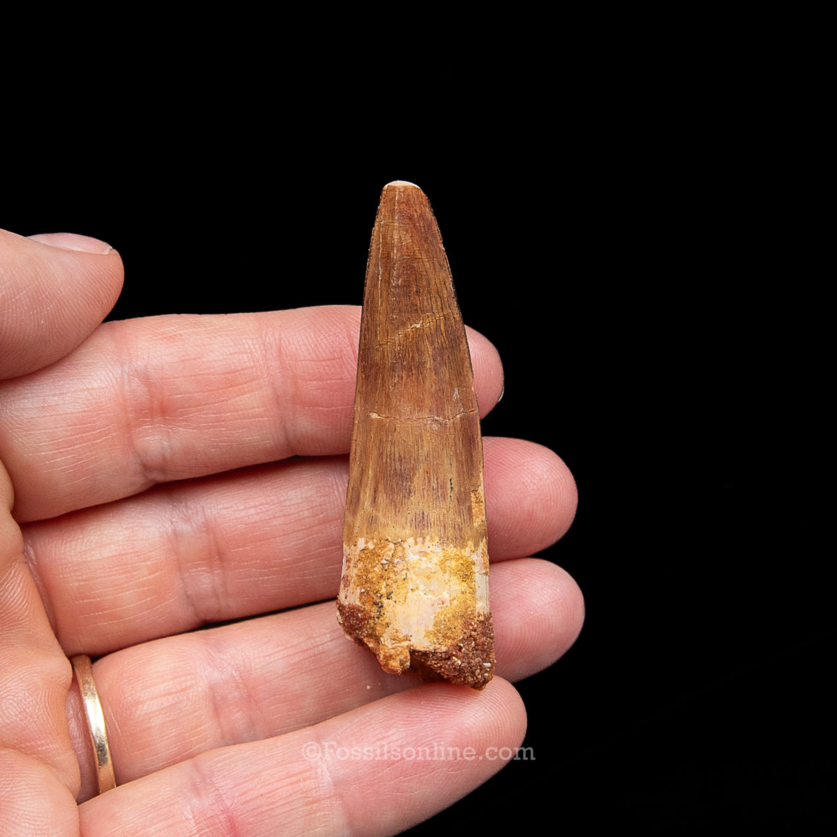 Spinosaurus Dinosaur Tooth Med Case