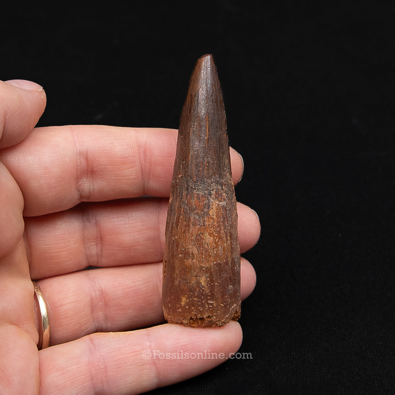Spinosaurus Dinosaur Tooth Med Case