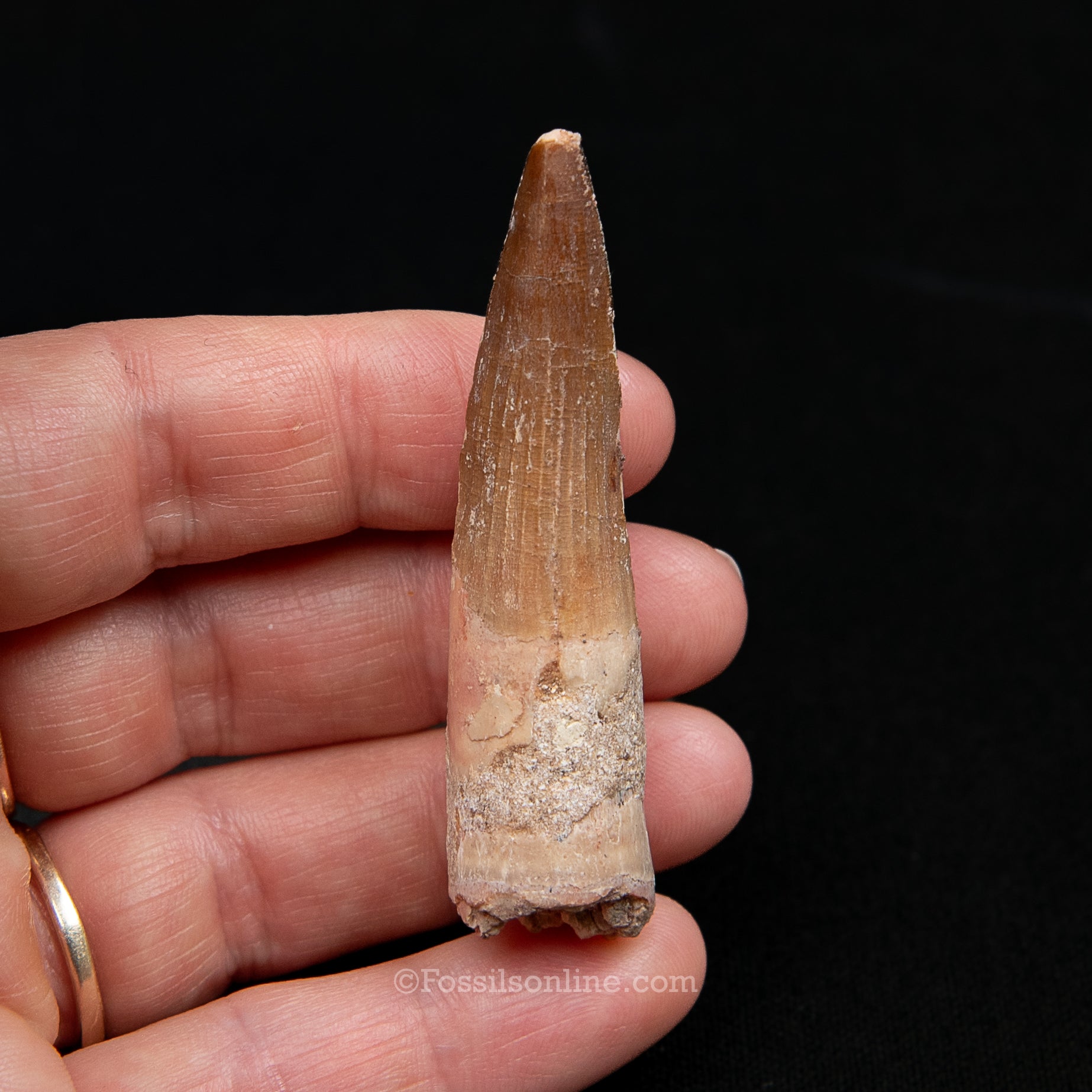 Spinosaurus Dinosaur Tooth Med Case