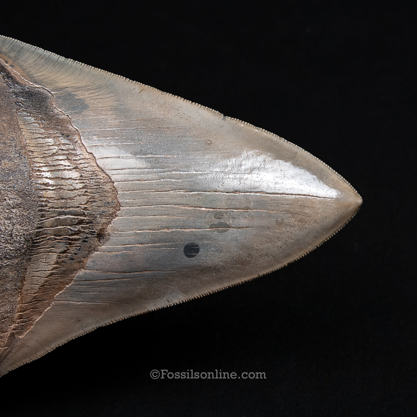 Genuine Prehistoric Fossil Tooth — Meg 5.56", St. Mary River, GA