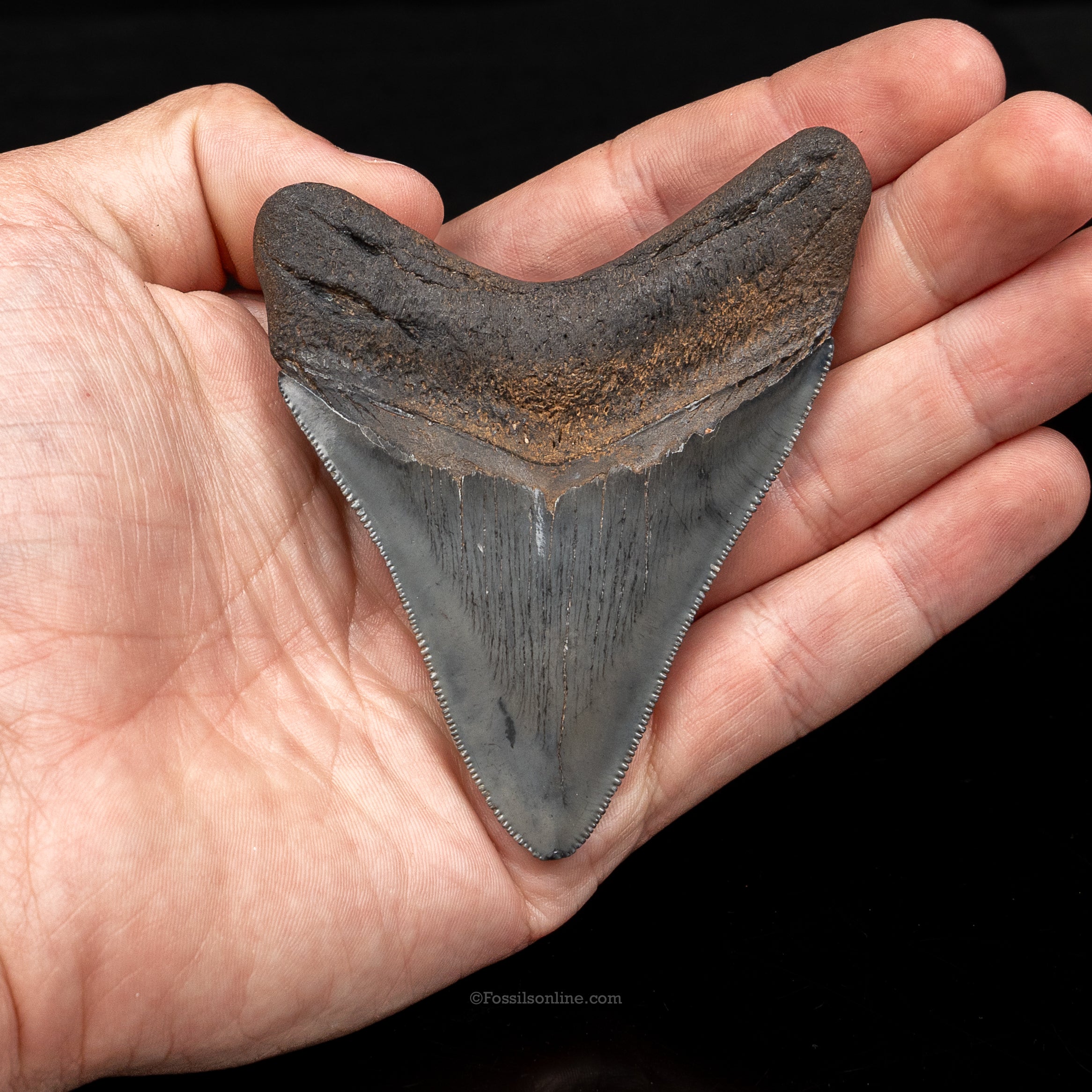 South Carolina Megalodon 3.49"