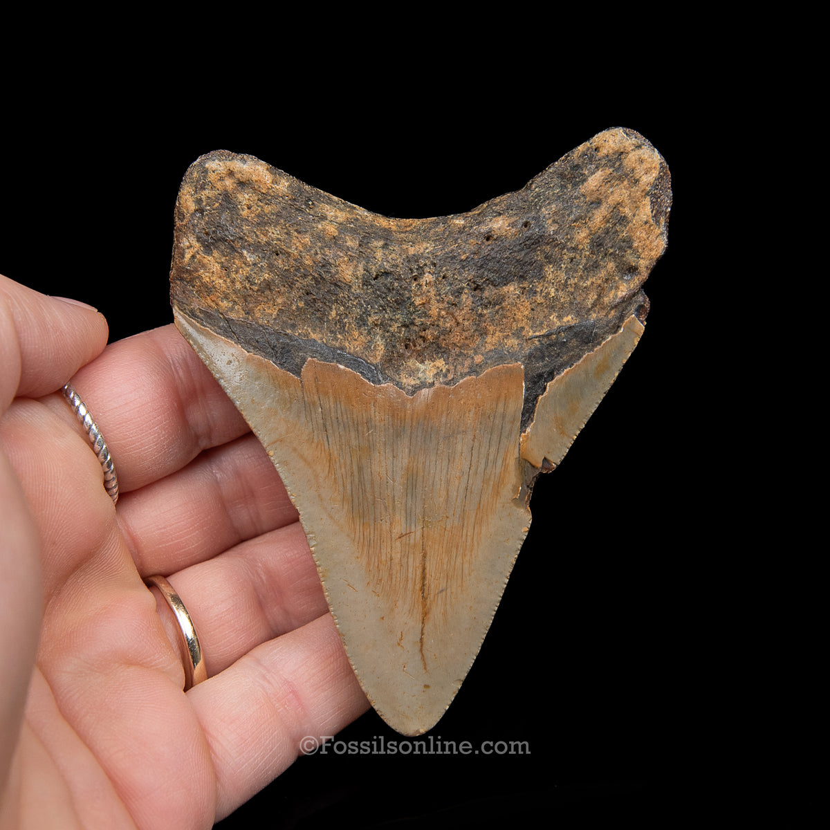 Genuine Prehistoric Fossil Tooth — Meg 3.62", North Carolina