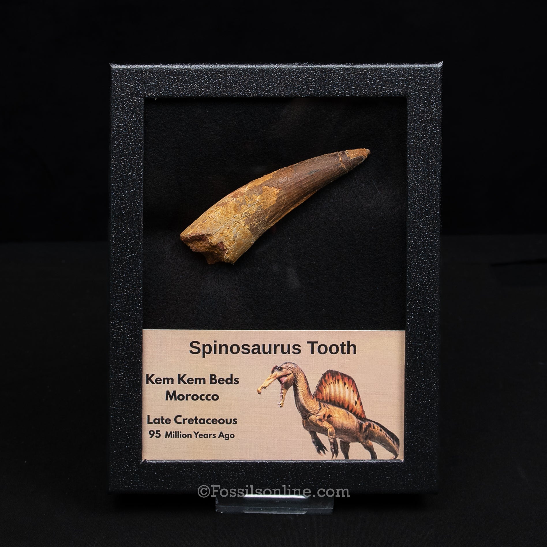 XL Spinosaurus Dinosaur Tooth Lg Case