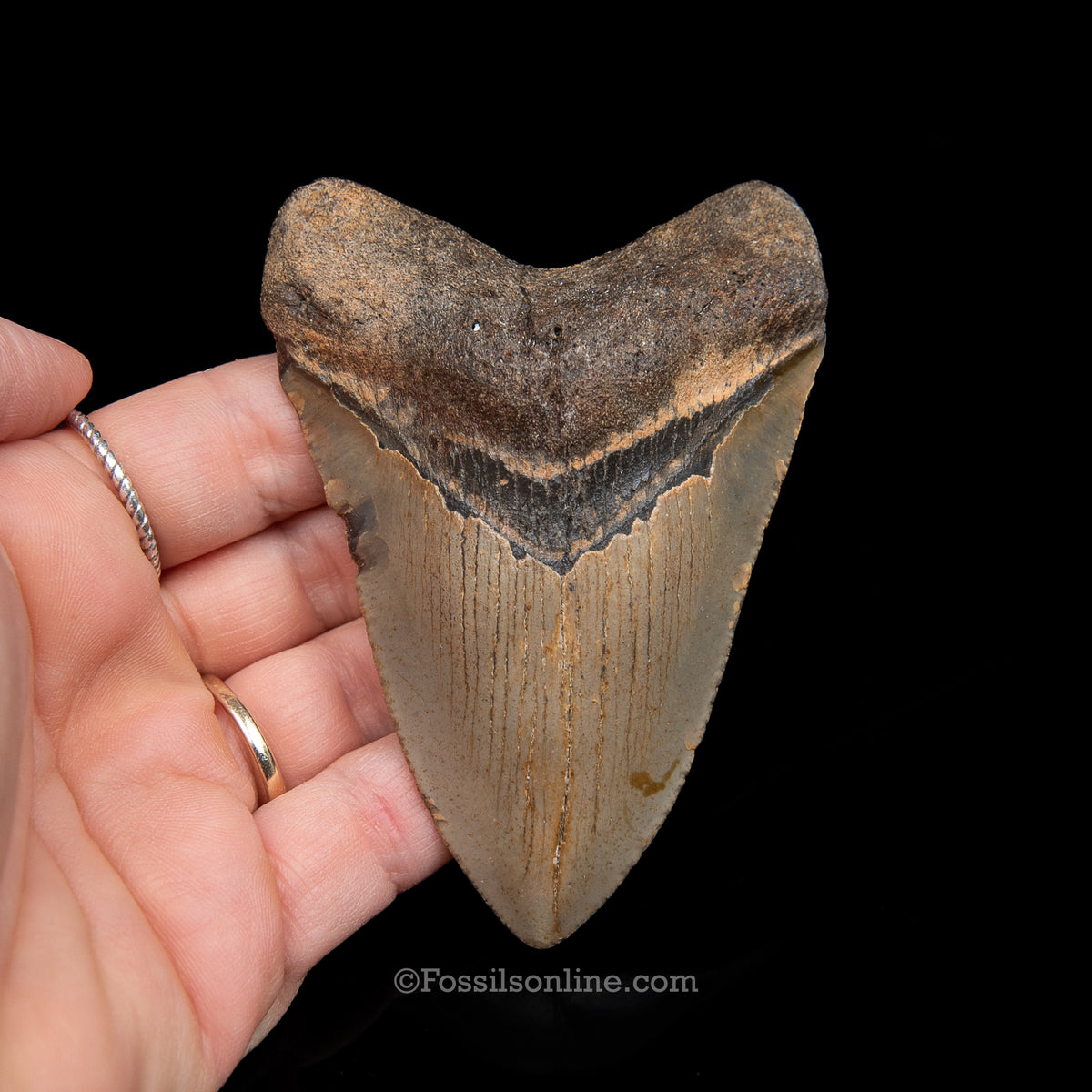 Genuine Prehistoric Fossil Tooth — Meg 3.70", North Carolina