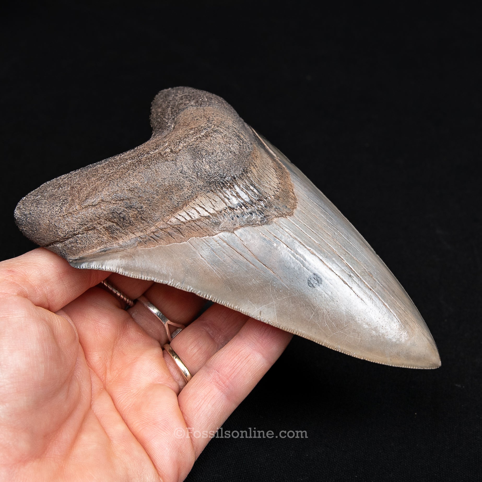 Genuine Prehistoric Fossil Tooth — Meg 5.56", St. Mary River, GA