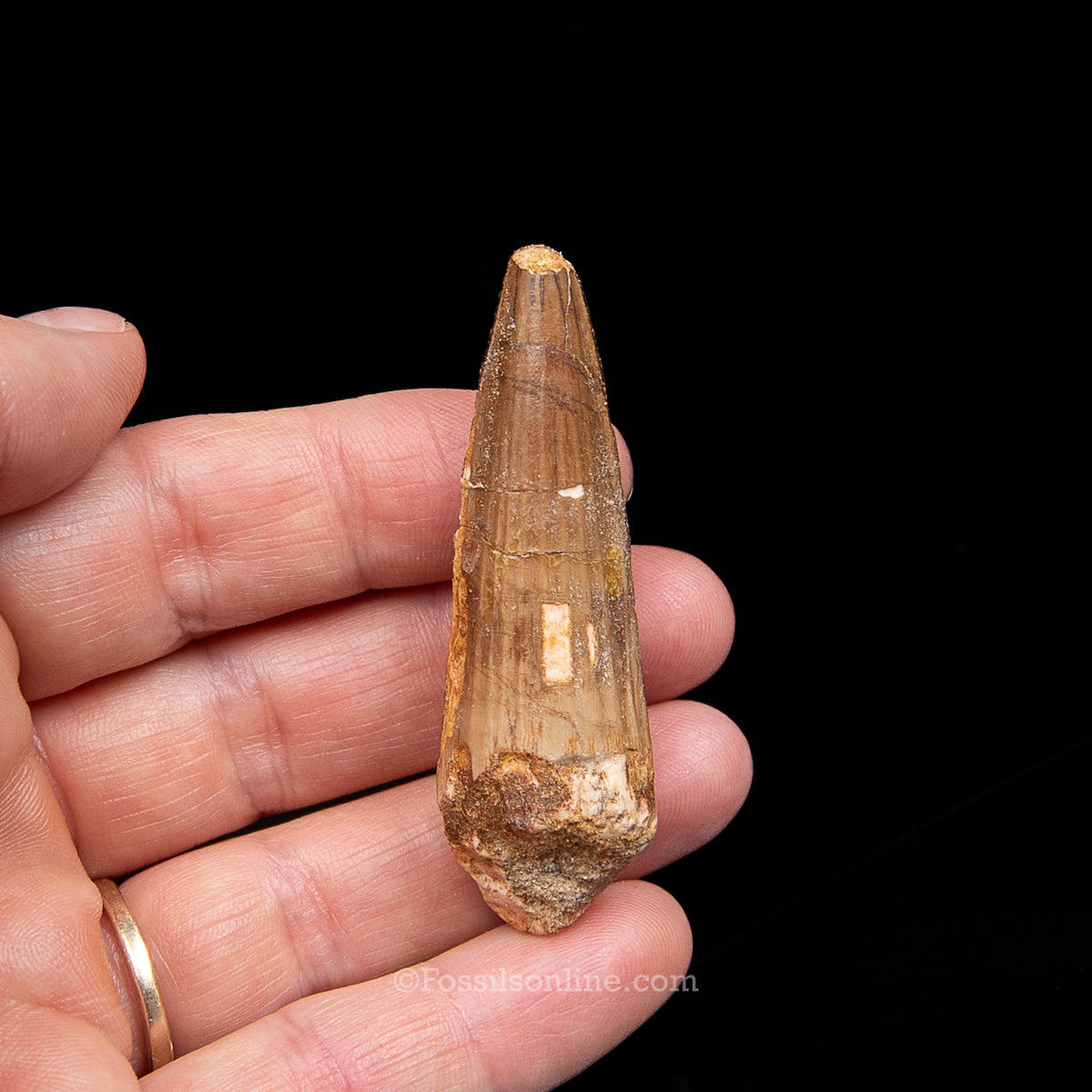 Spinosaurus Dinosaur Tooth Med Case