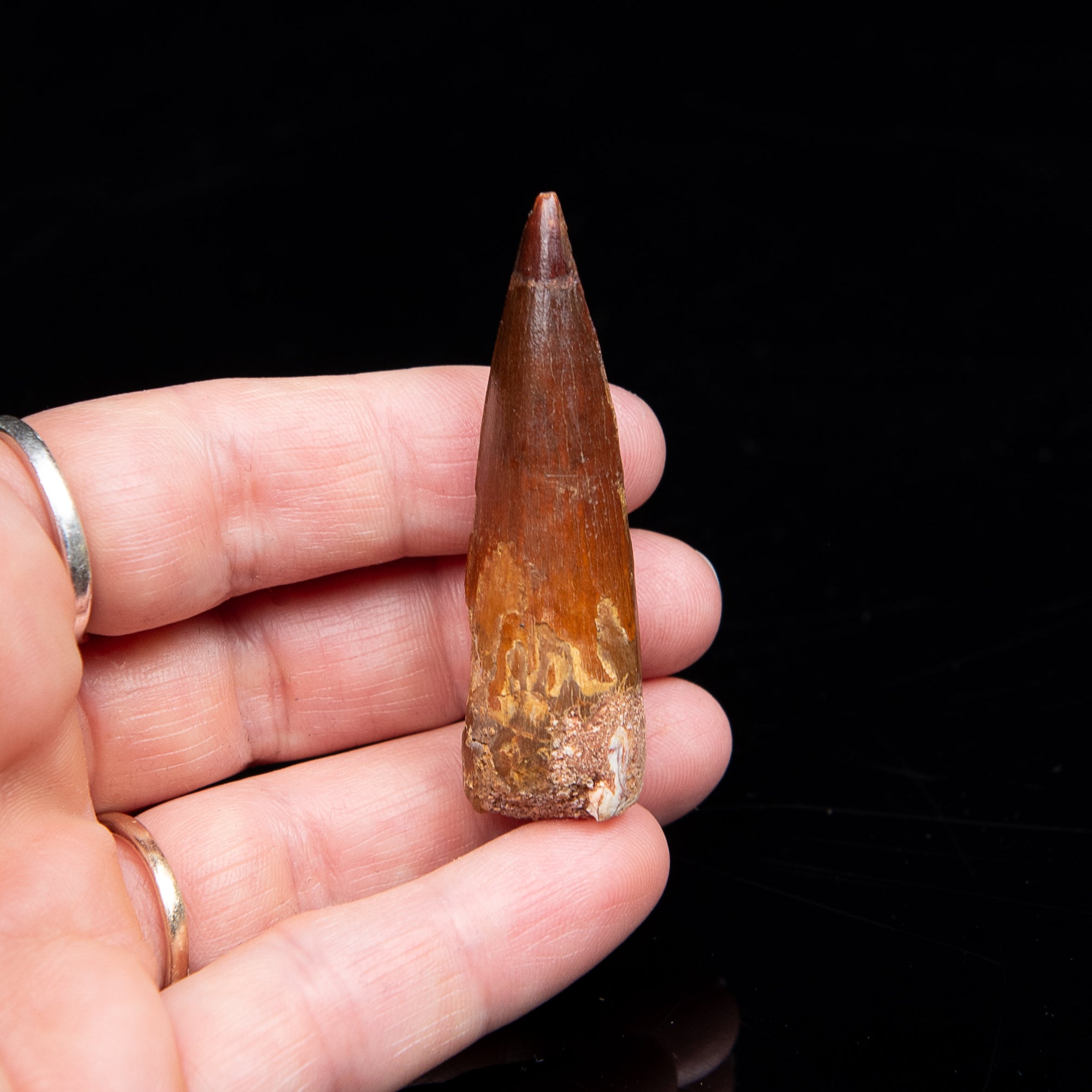 Spinosaurus Dinosaur Tooth Med Case