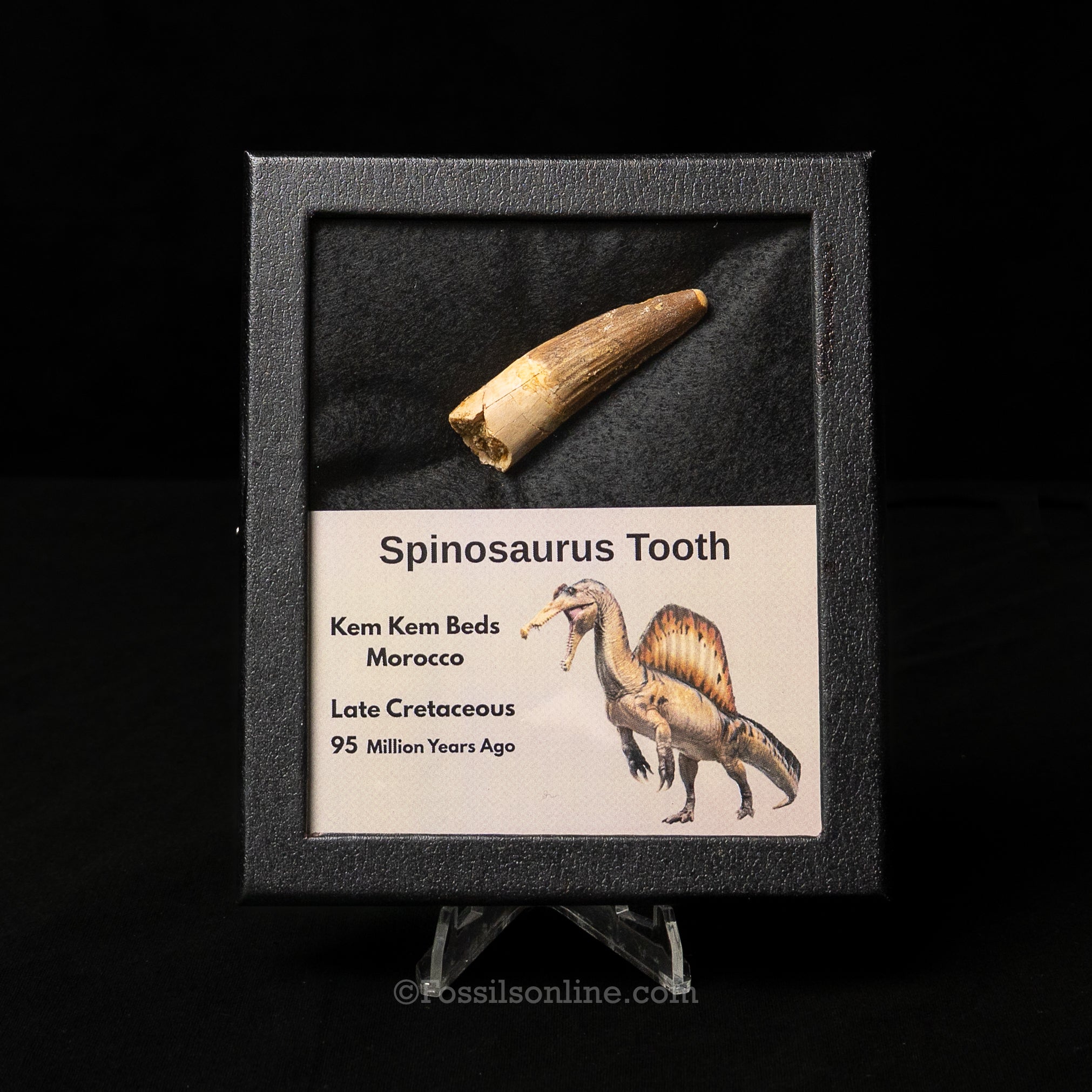 Spinosaurus Dinosaur Tooth Med Case