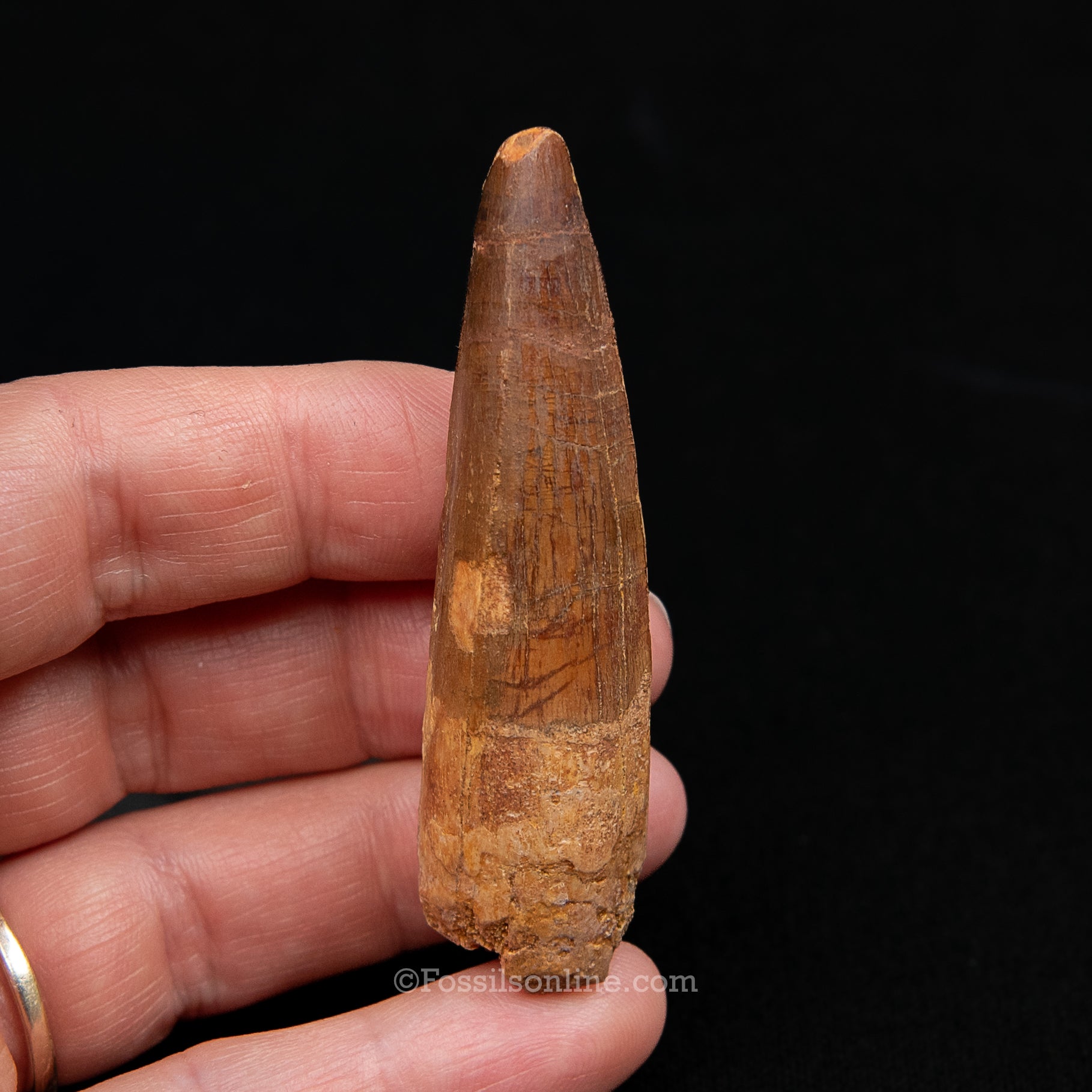 Spinosaurus Dinosaur Tooth Med Case