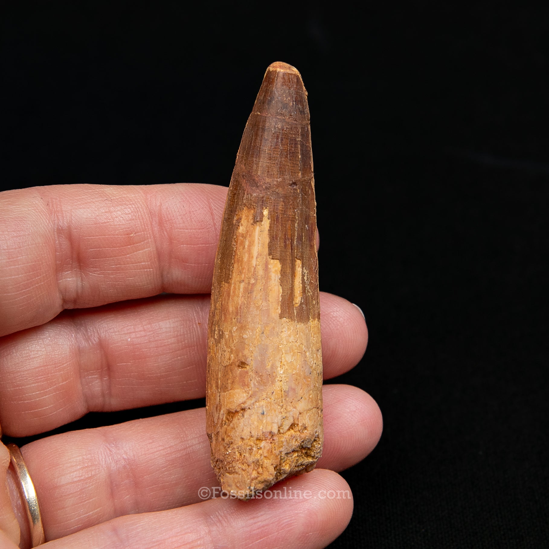 Spinosaurus Dinosaur Tooth Med Case