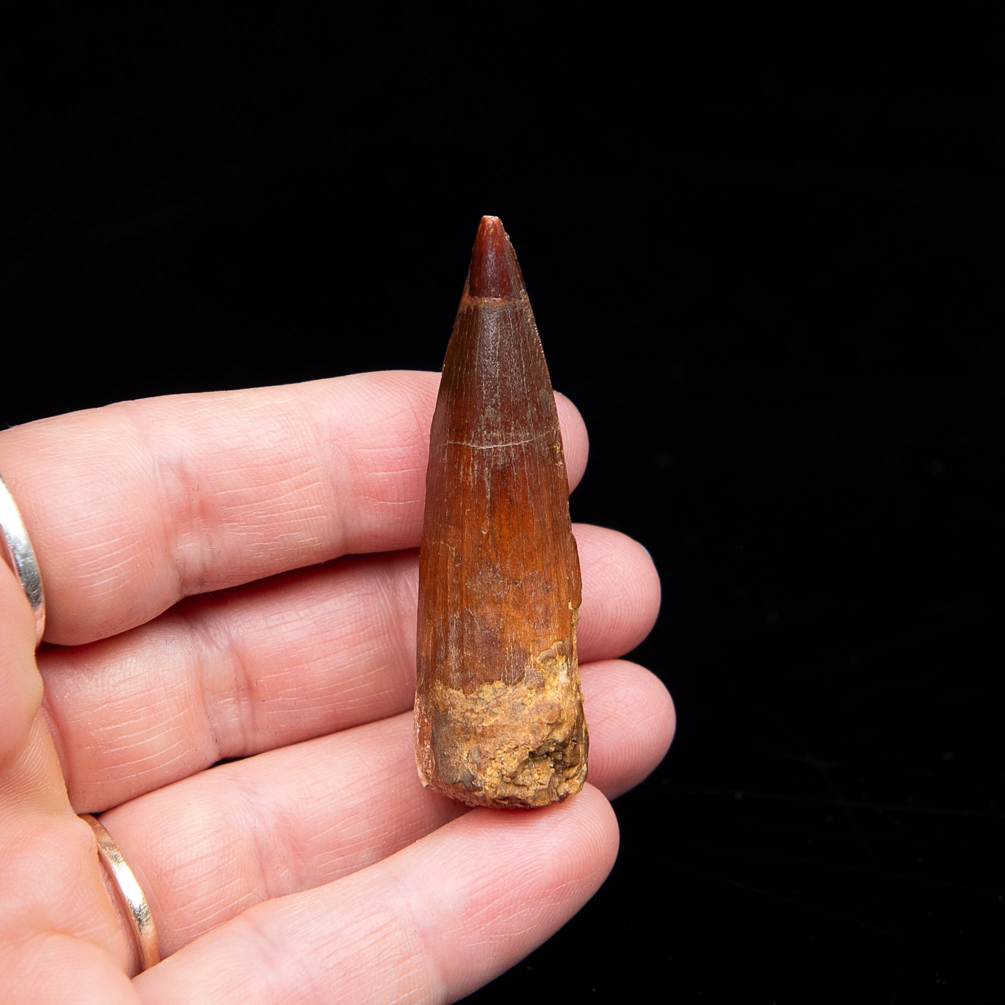 Spinosaurus Dinosaur Tooth Med Case