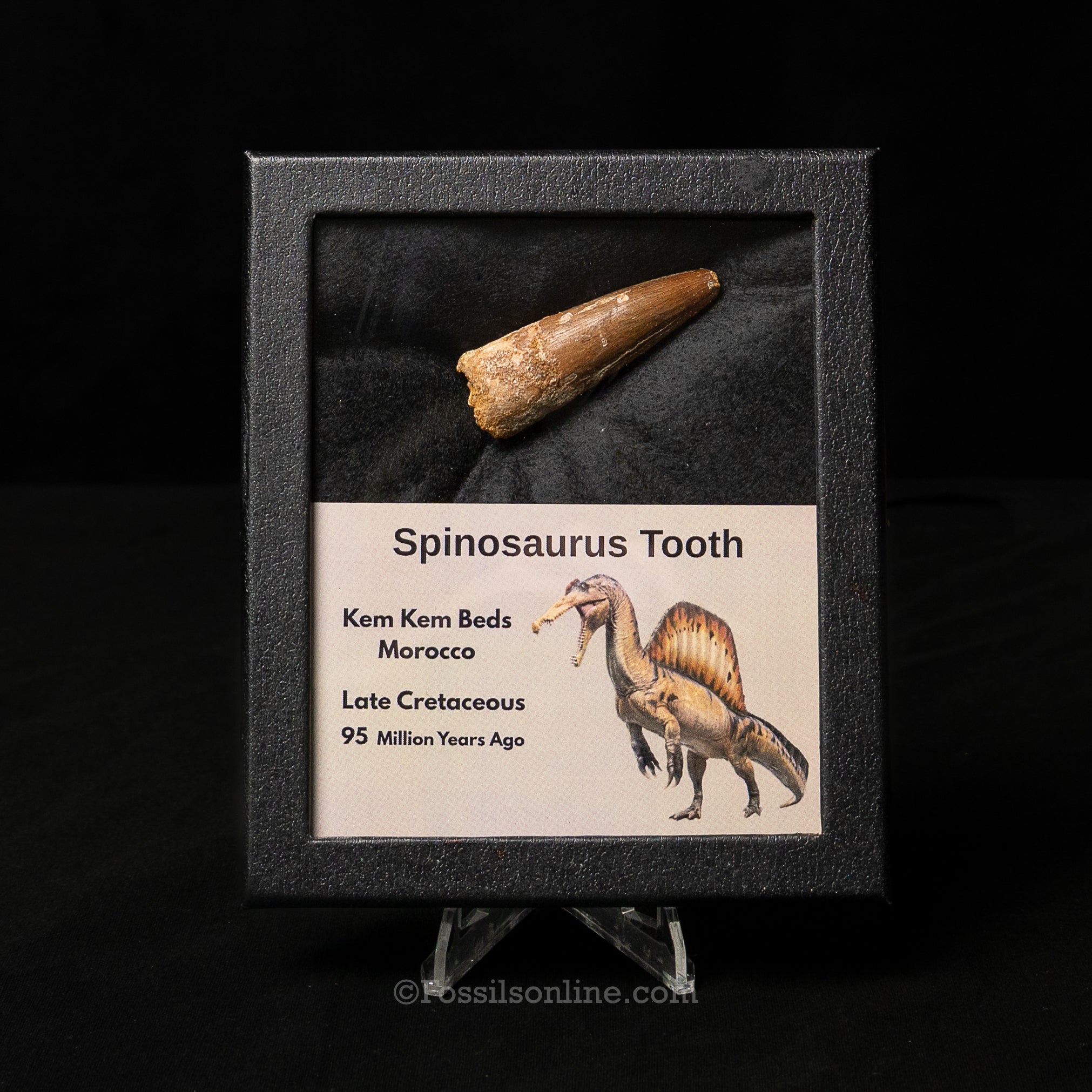 Spinosaurus Dinosaur Tooth Med Case