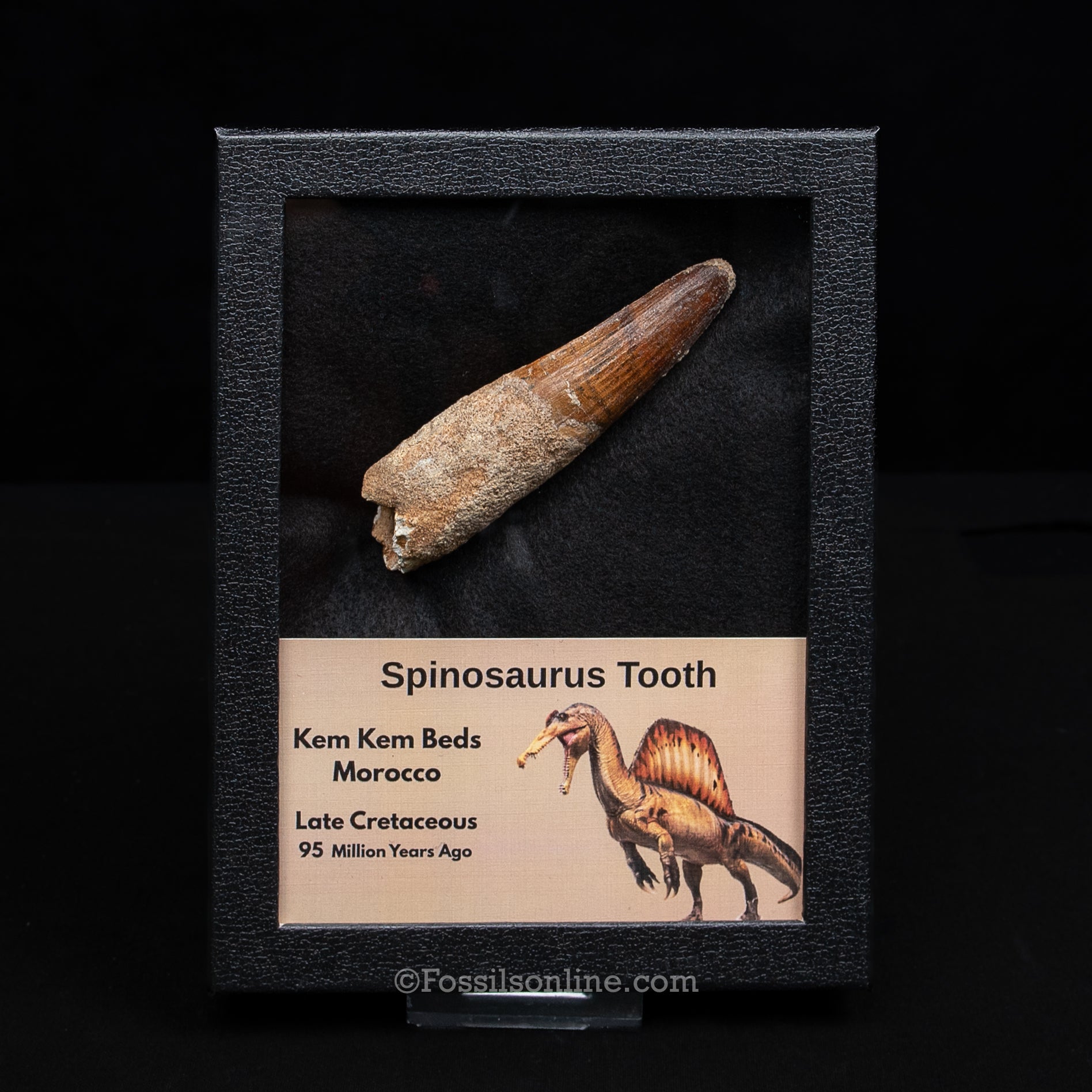 XL Spinosaurus Dinosaur Tooth Lg Case
