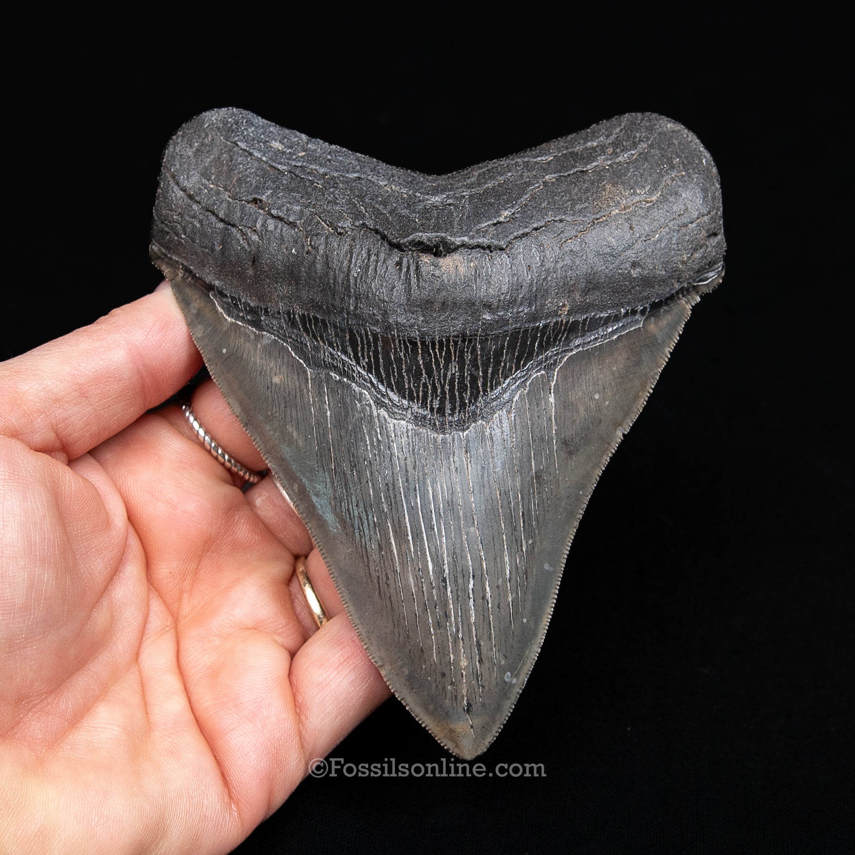 GENUINE PREHISTORIC FOSSIL TOOTH — MEG 4.77", South Carolina