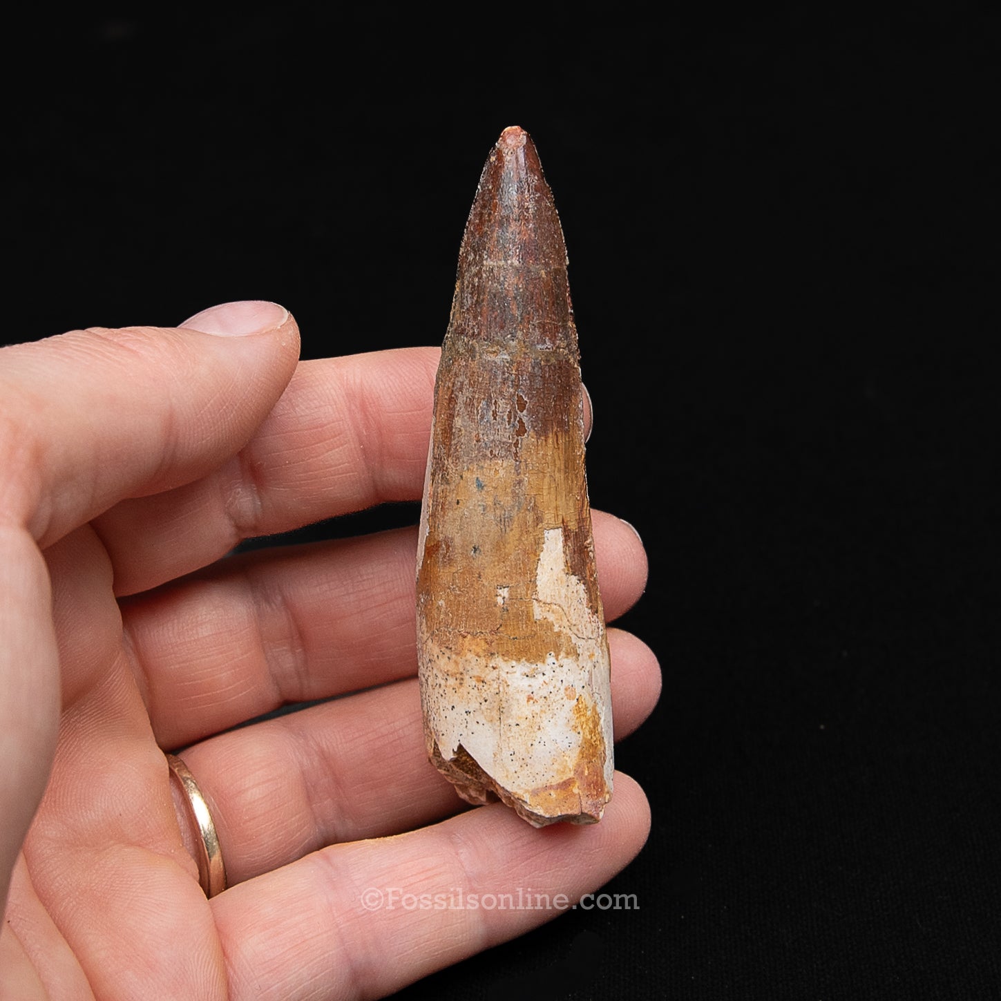 Spinosaurus Dinosaur Tooth Med Case