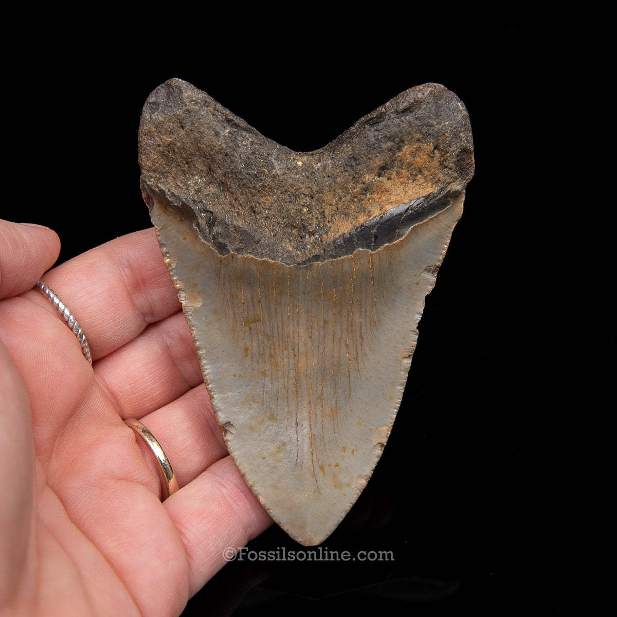 Genuine Prehistoric Fossil Tooth — Meg 3.70", North Carolina