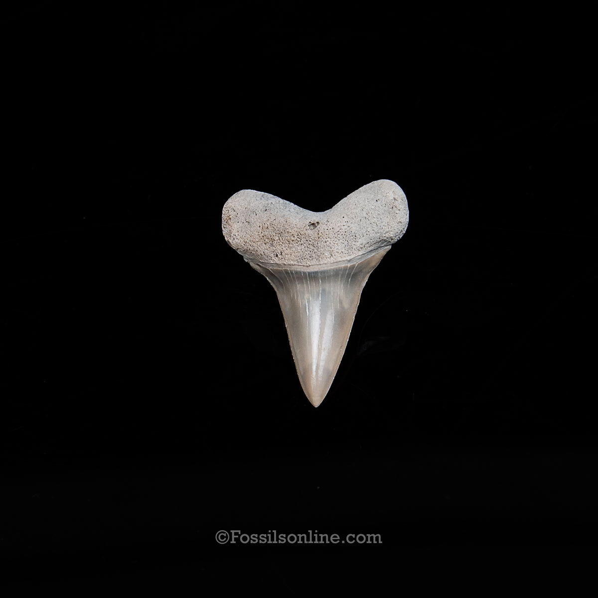 Lee Creek Fossil Mako 1.3"