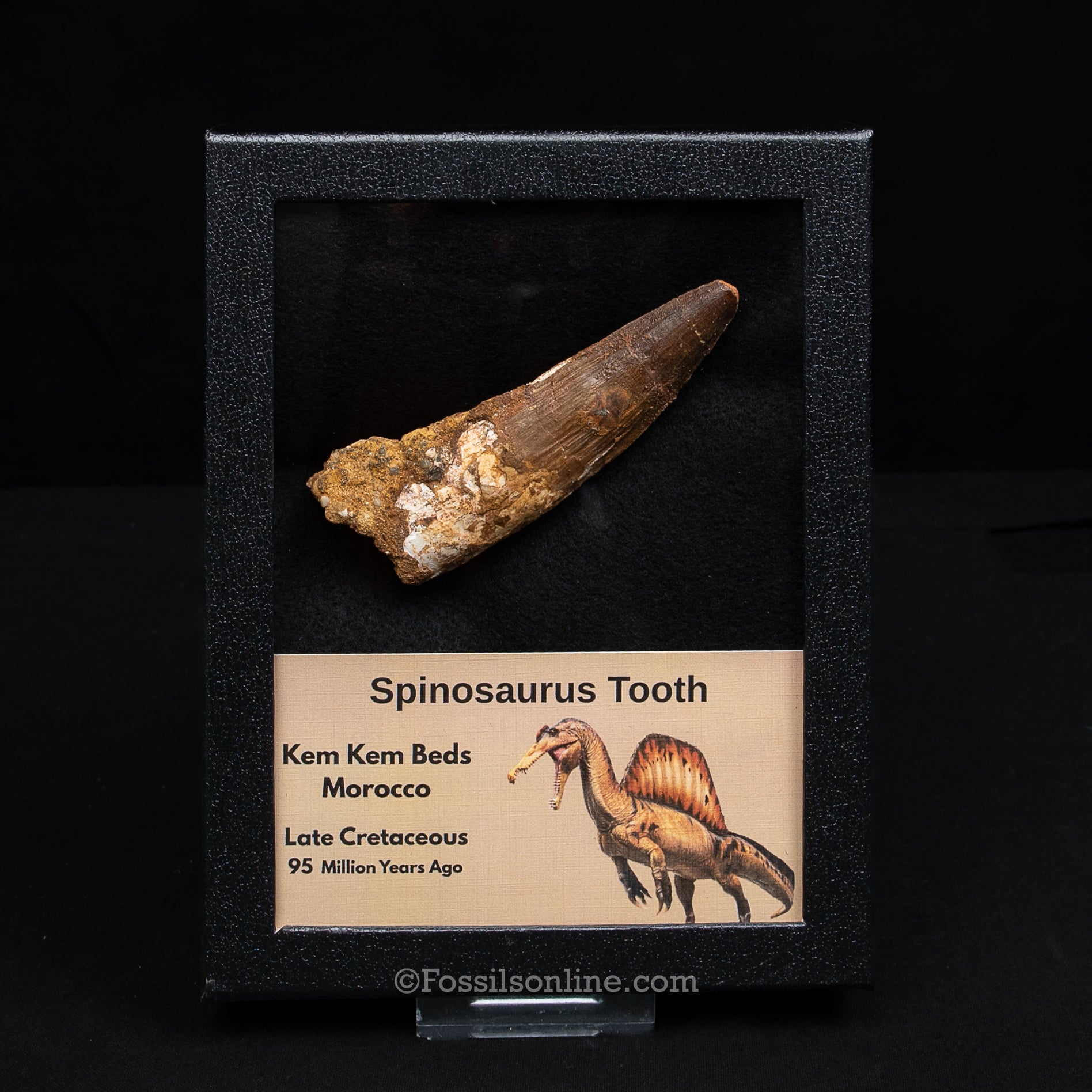 XL Spinosaurus Dinosaur Tooth Lg Case