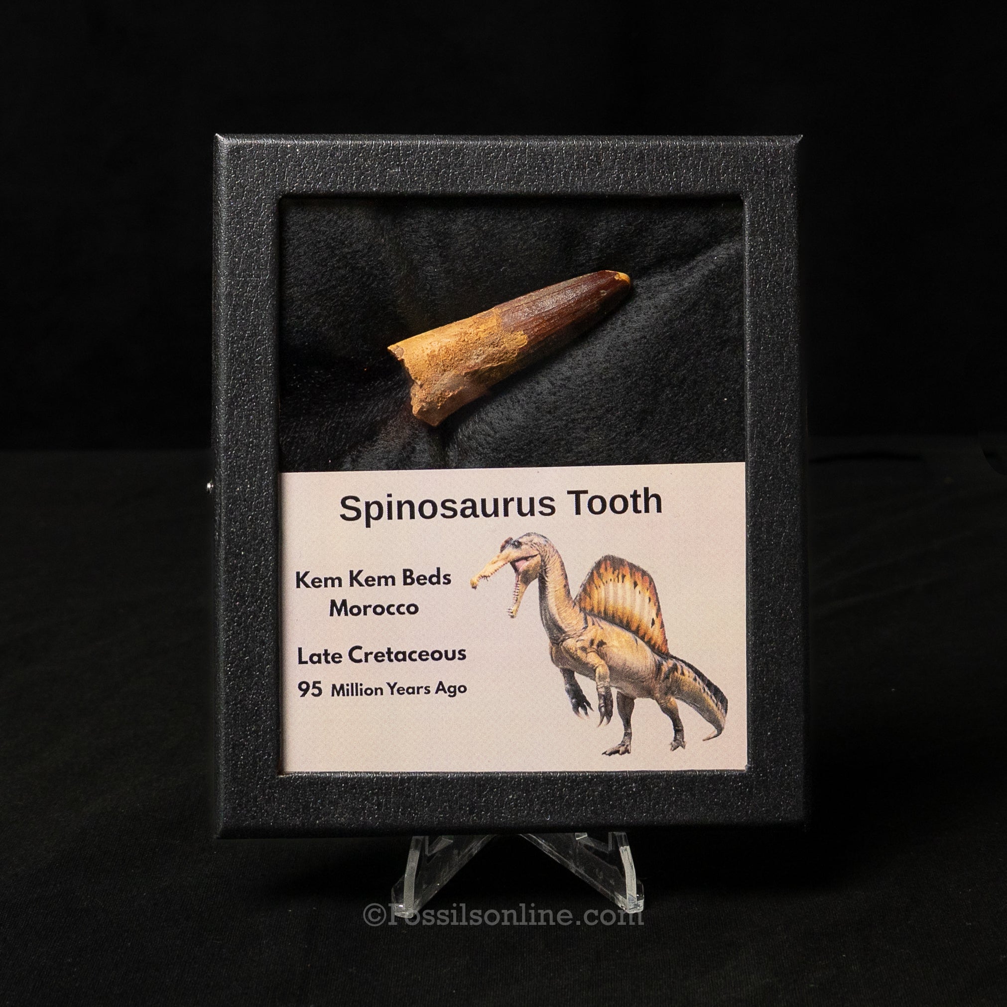 Spinosaurus Dinosaur Tooth Med Case
