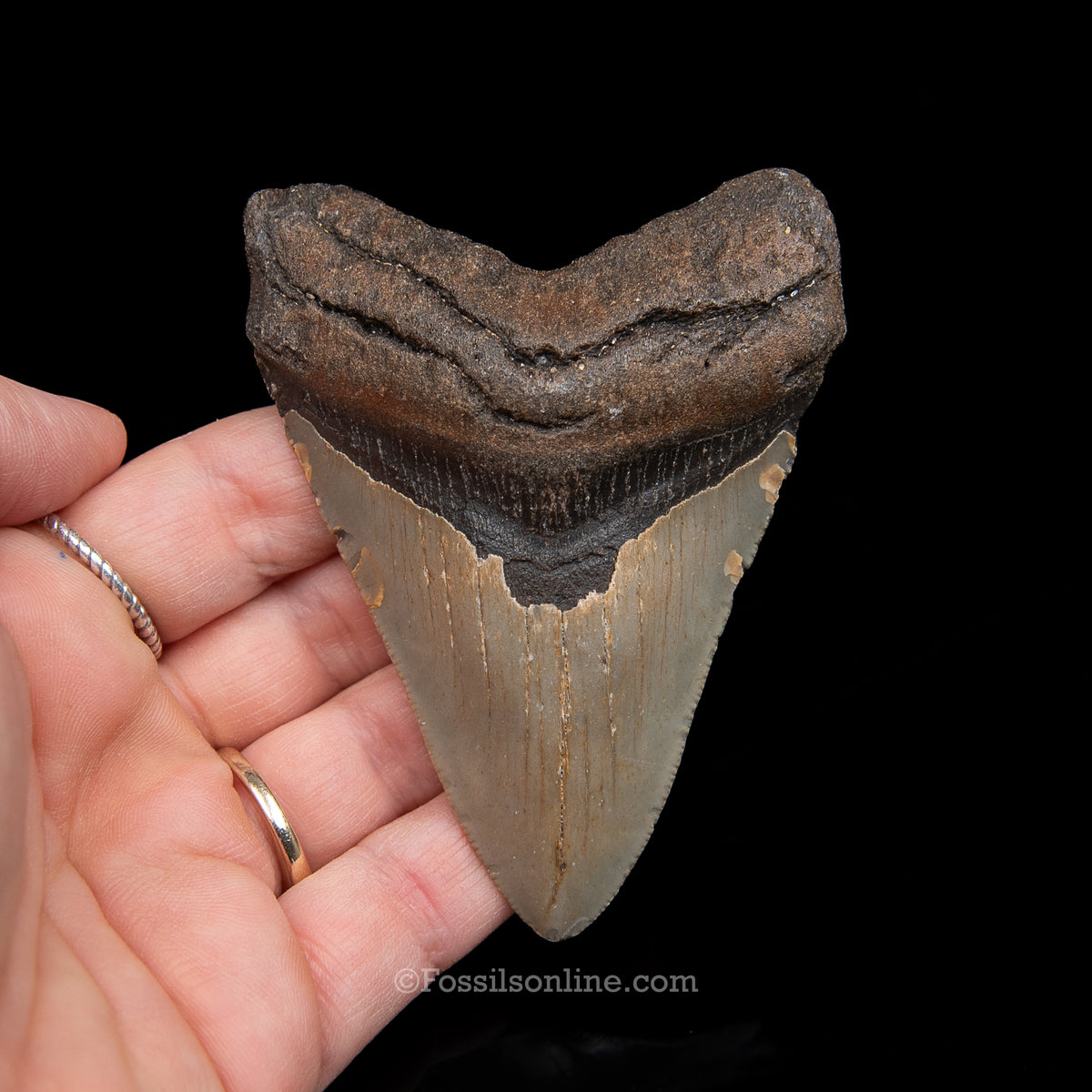 Genuine Prehistoric Fossil Tooth — Meg 3.48", North Carolina