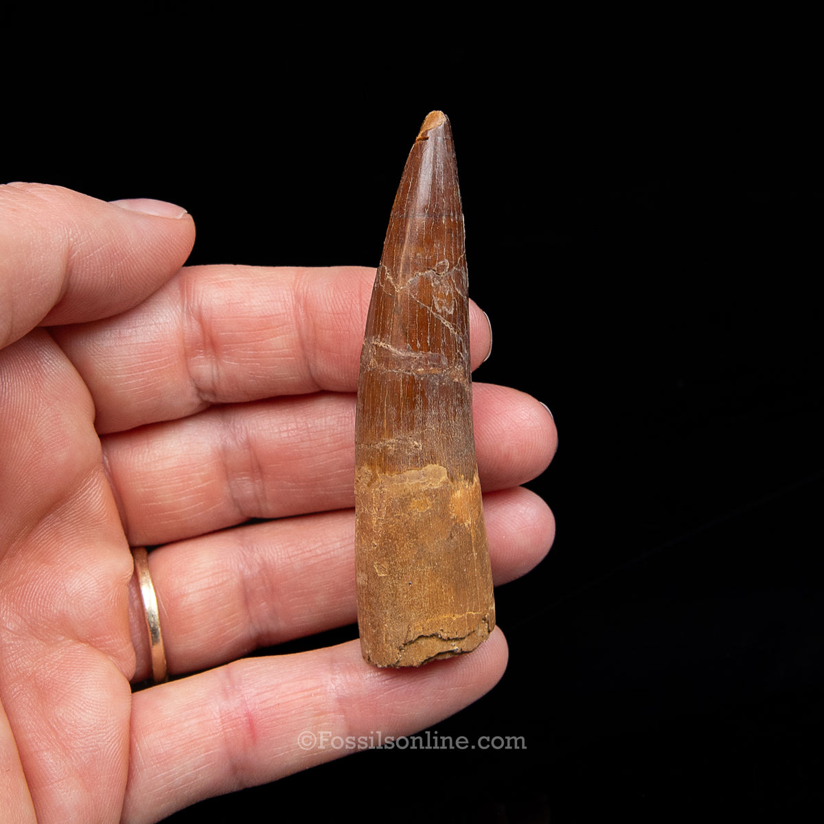 Spinosaurus Dinosaur Tooth Med Case