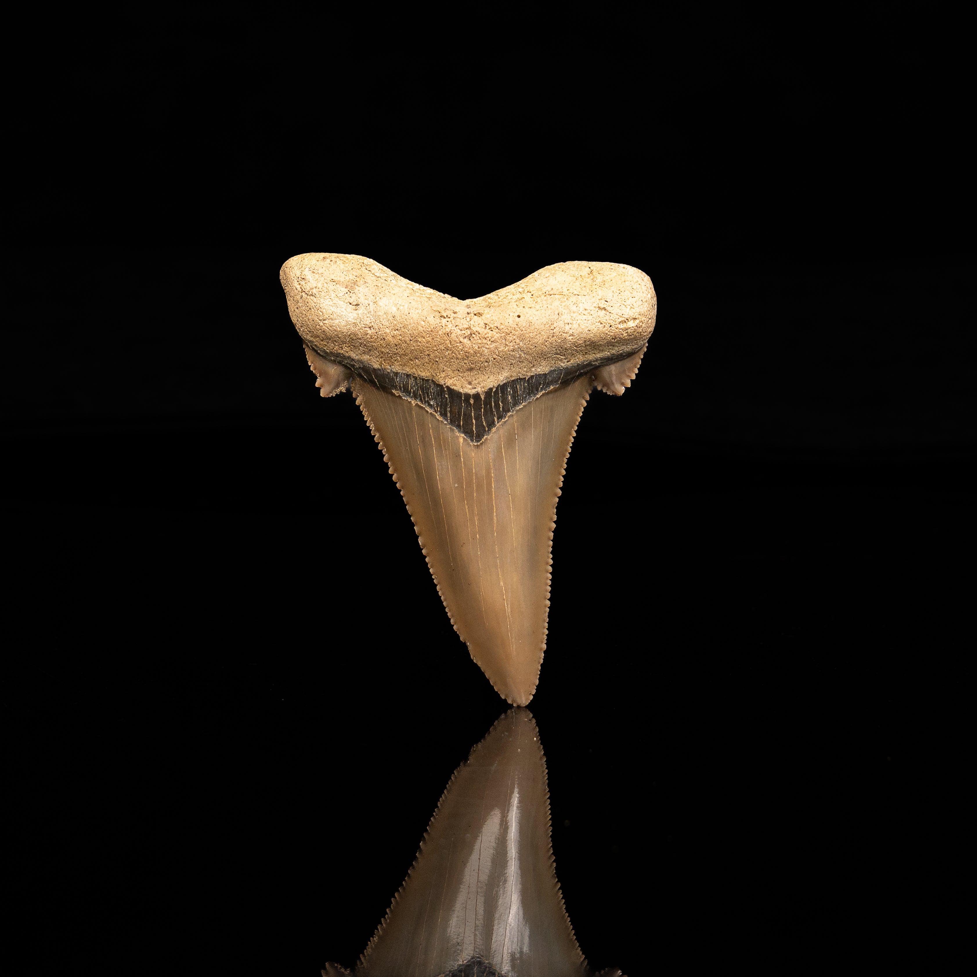 Otodus auriculatus
Otodus auriculatus tooth
Otodus auriculatus for sale
auriculate shark tooth
fossil shark teeth for sale
megatooth shark fossil
Eocene shark tooth
fossil shark tooth with cusplets
buy fossil shark teeth
Otodus lineage fossil
Otodus auriculatus Morocco
Paleocene Eocene shark tooth
shark tooth with ear cusps
transitional megatooth fossil
fossil shark tooth collector
Carcharocles auriculatus fossil shark tooth showing serrated lateral cusplets Eocene
Otodus auriculatus megatooth shark fossil

