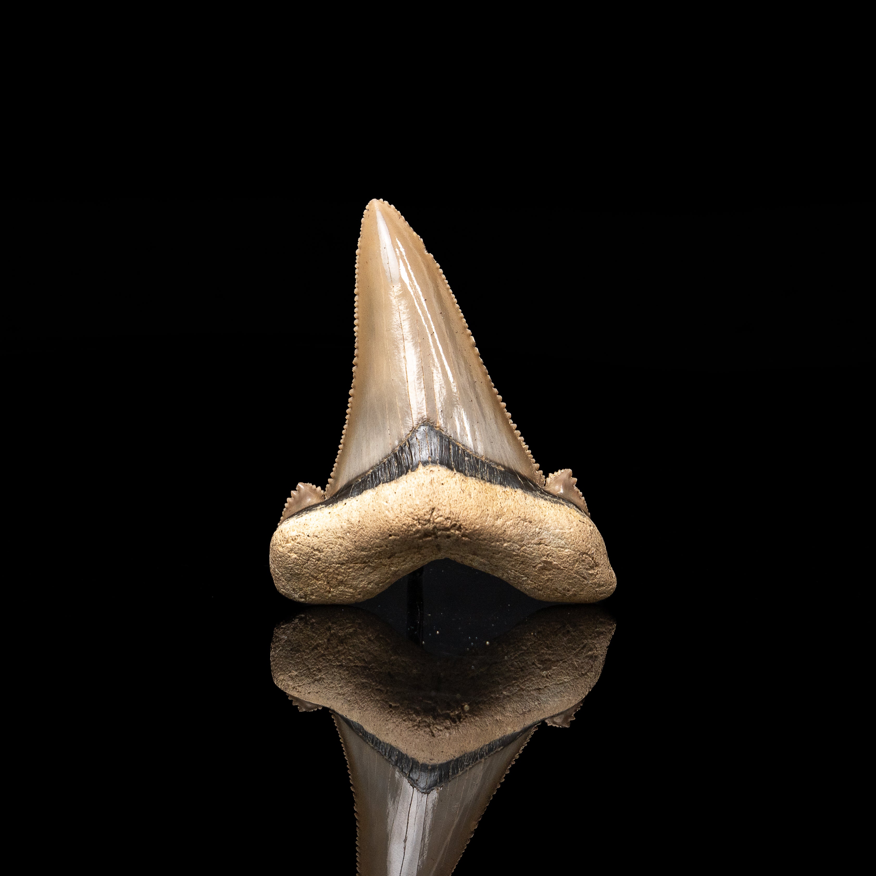 Pristine Otodus auriculatus Tooth 2.50"