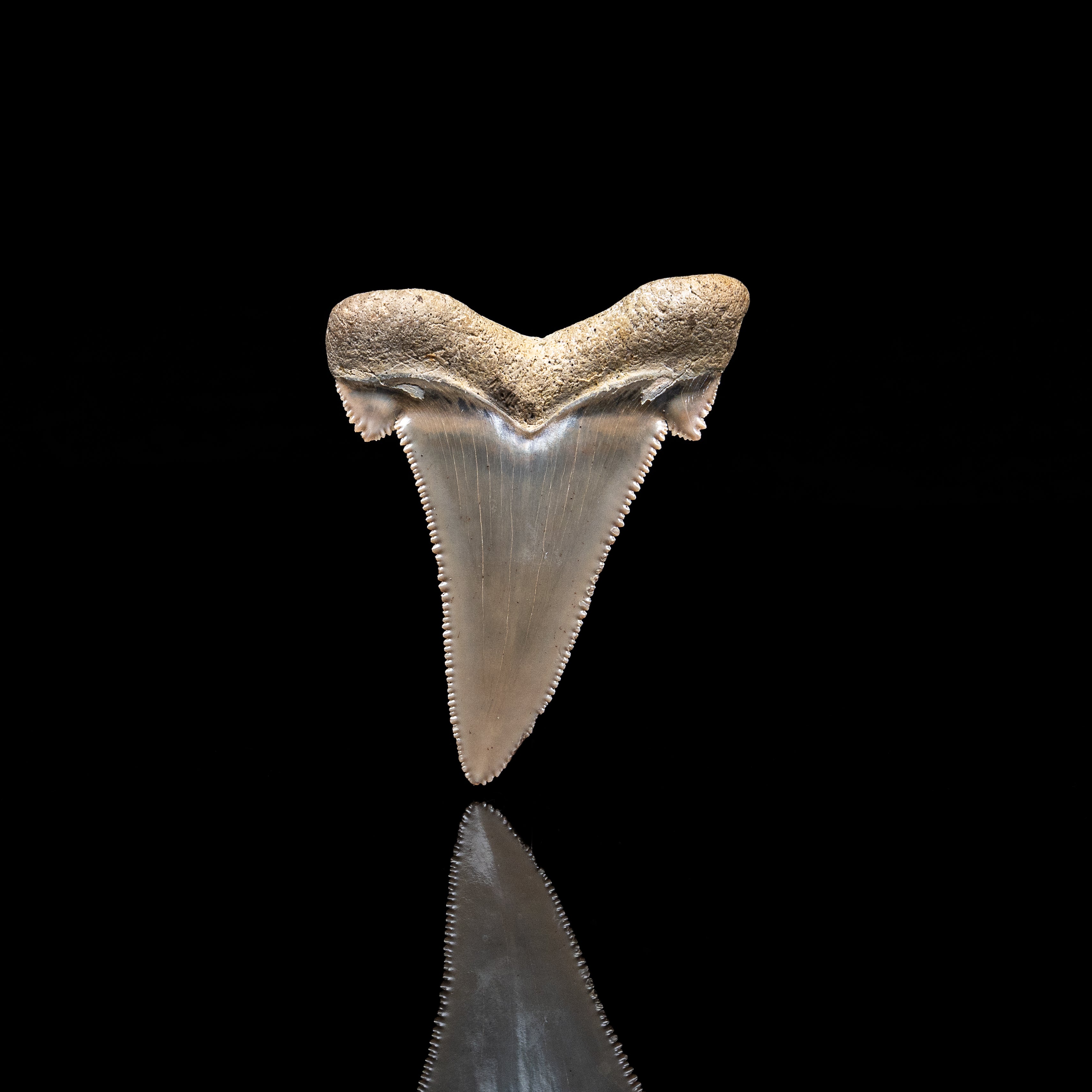 Pristine Otodus auriculatus Tooth 2.50"