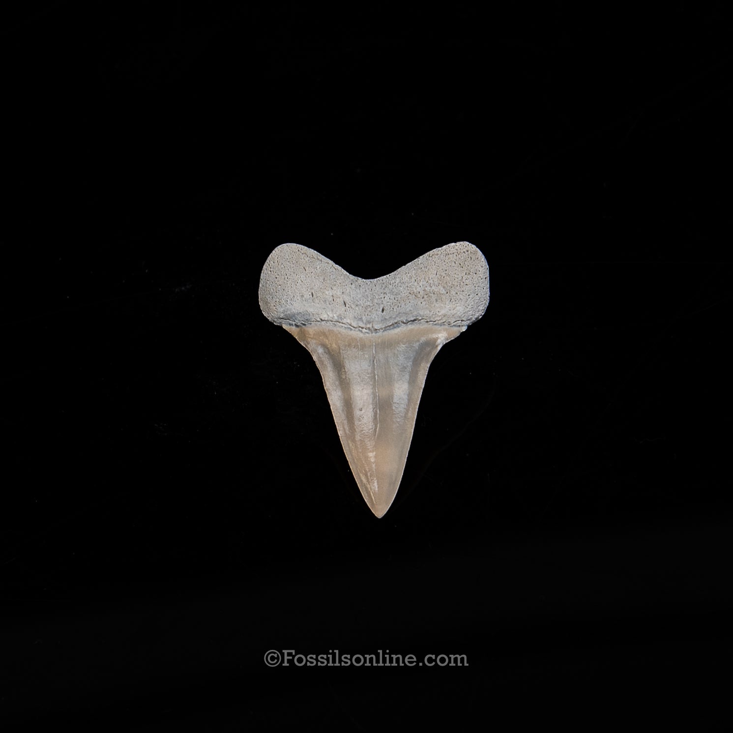 Lee Creek Fossil Mako 1.3"