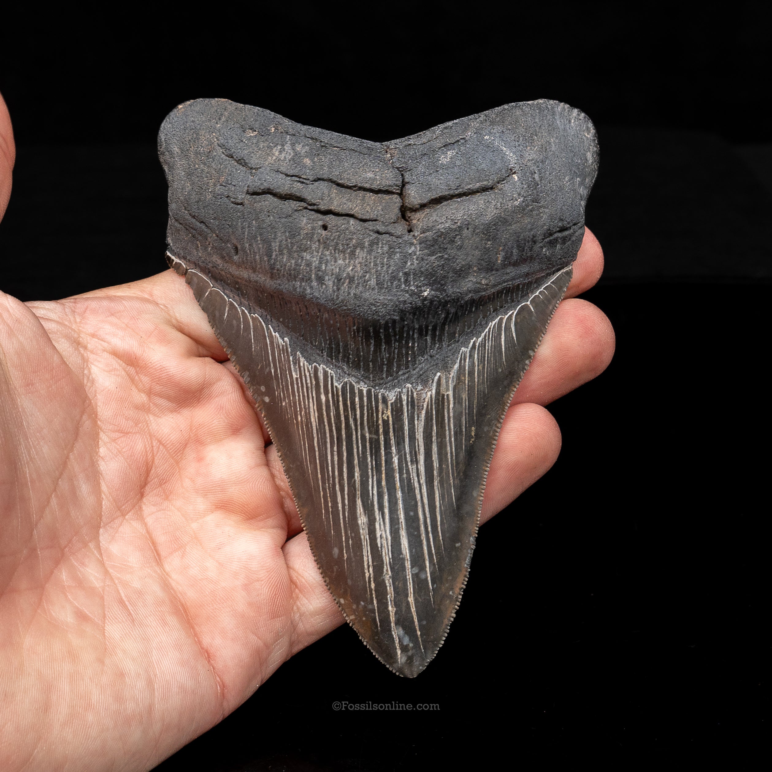 South Carolina Megalodon 4.76"