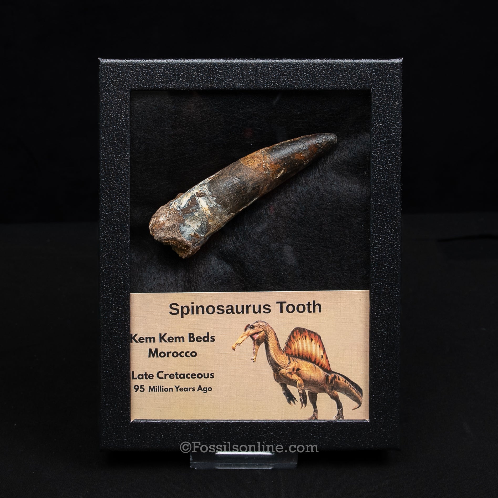 XL Spinosaurus Dinosaur Tooth Lg Case