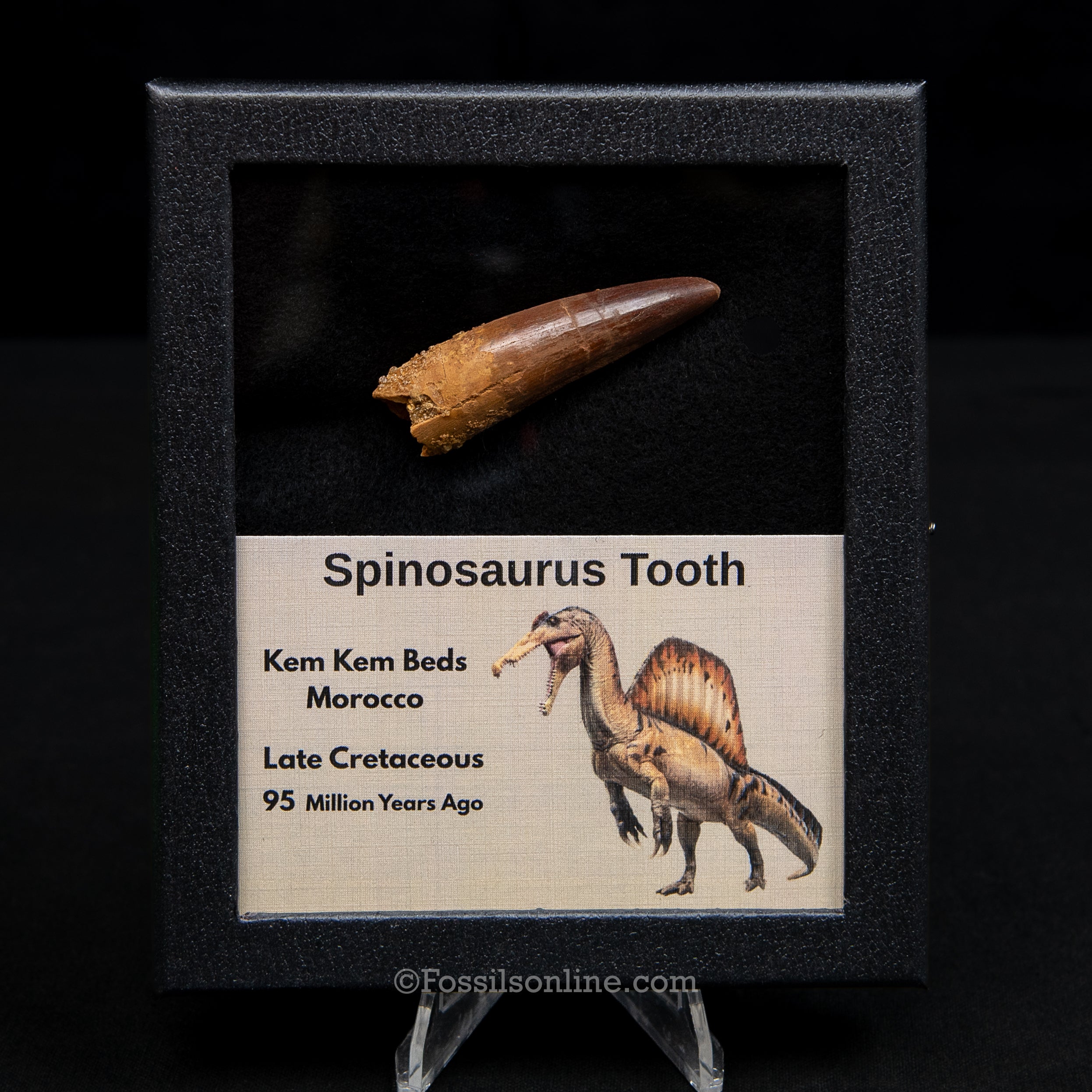 Spinosaurus Dinosaur Tooth Med Case