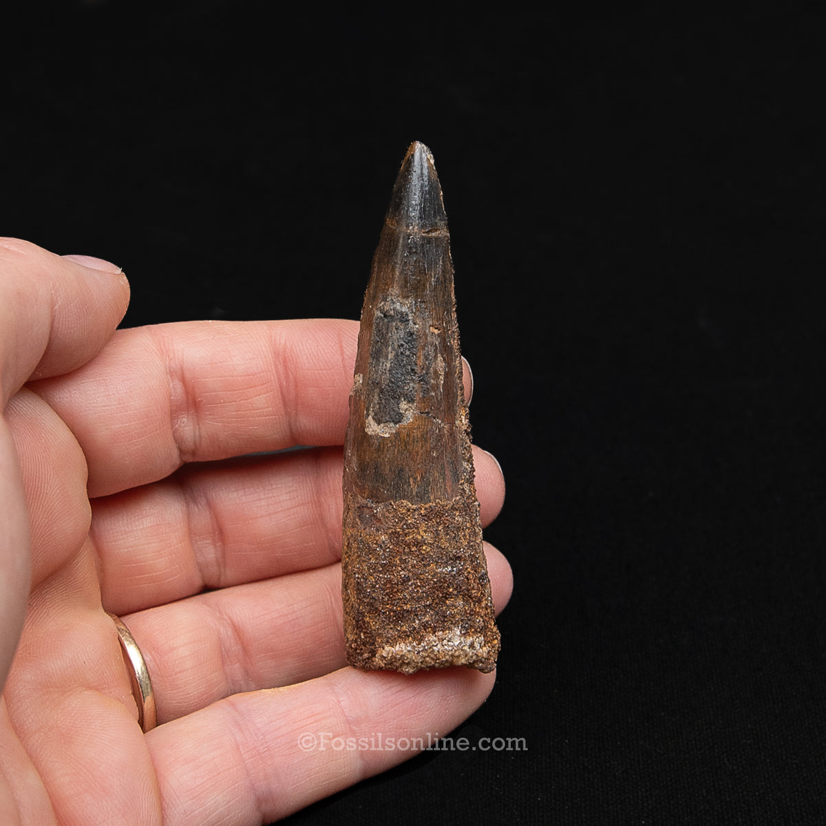 Spinosaurus Dinosaur Tooth Med Case
