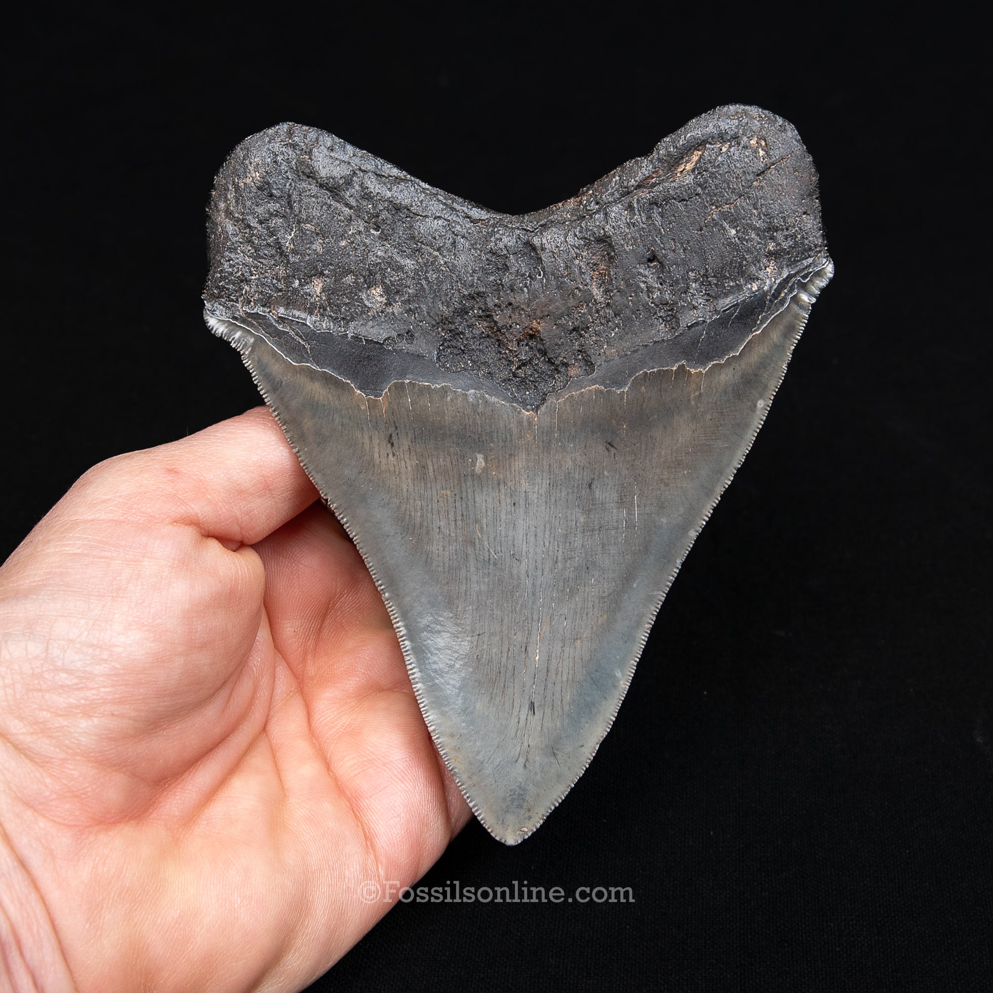 GENUINE PREHISTORIC FOSSIL TOOTH — MEG 4.77", South Carolina