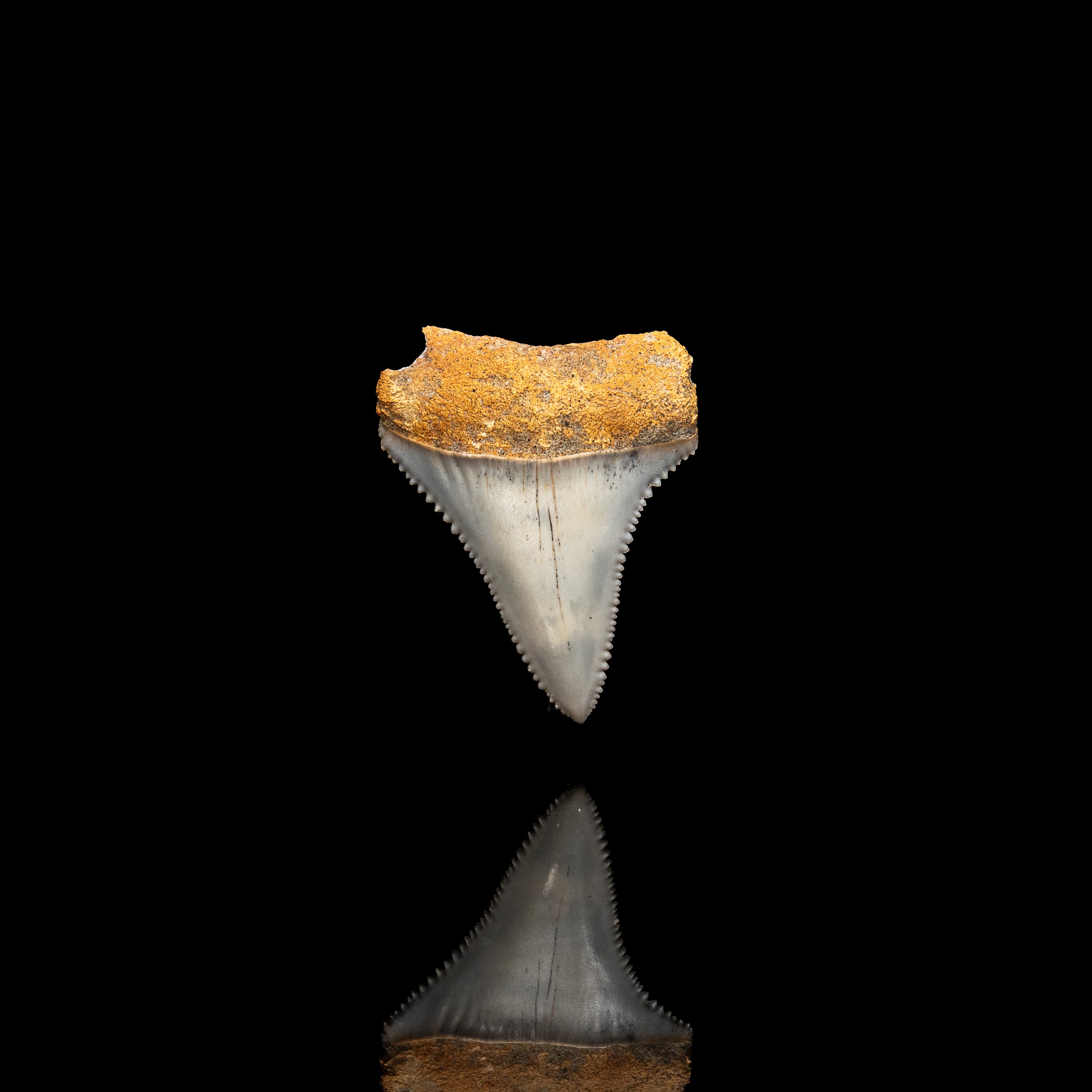 Rare Fossil Great White San Diego 1.6"