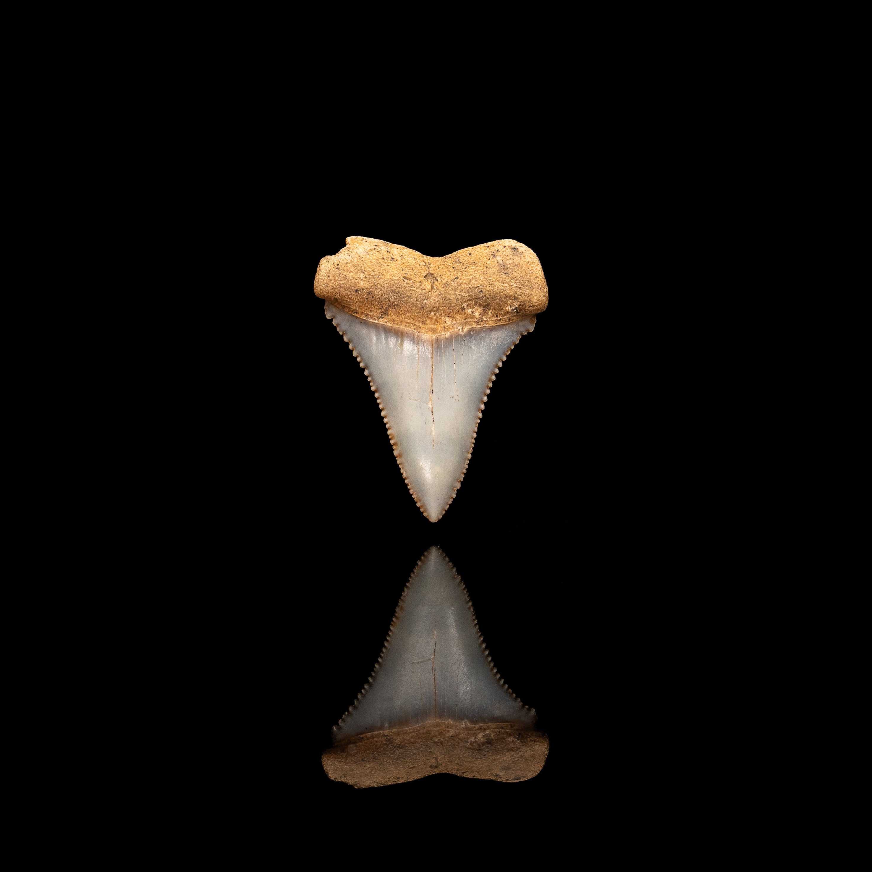 Rare Fossil Great White San Diego 1.56"