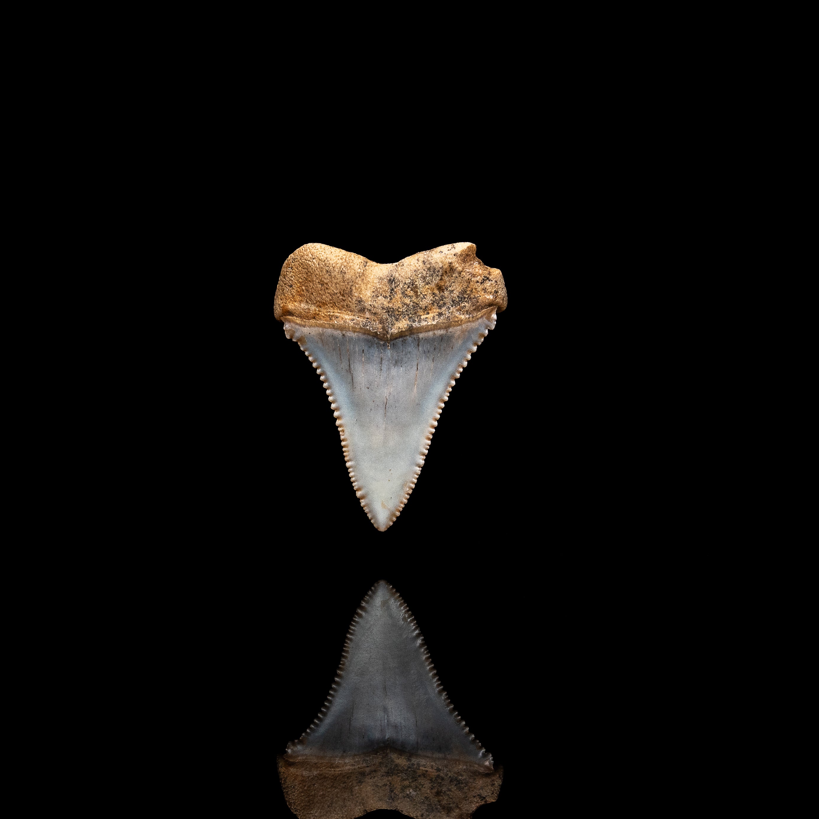Rare Fossil Great White San Diego 1.56"