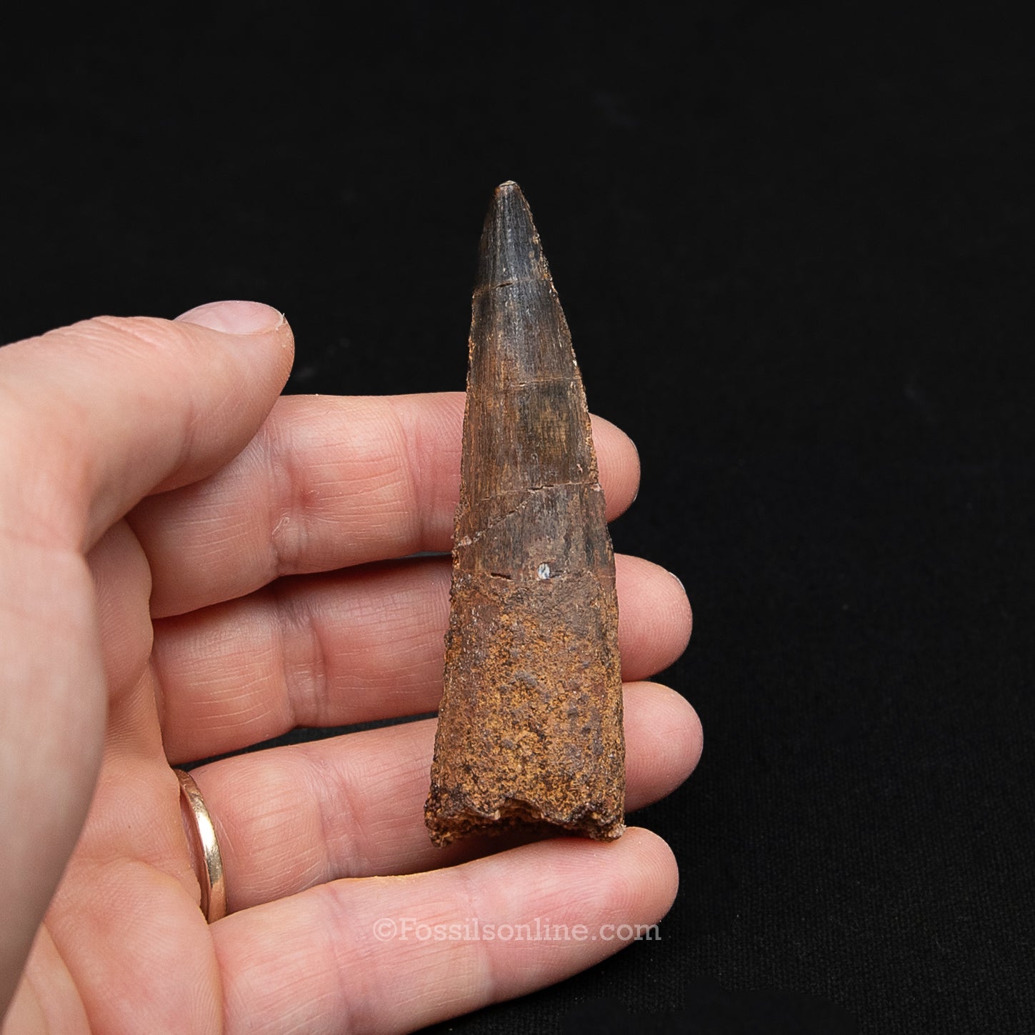 Spinosaurus Dinosaur Tooth Med Case