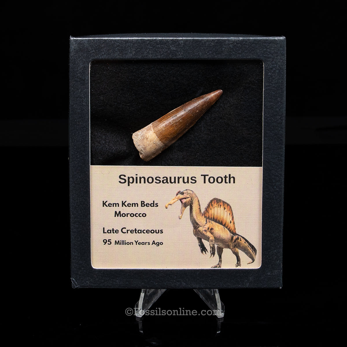 Spinosaurus Dinosaur Tooth Med Case
