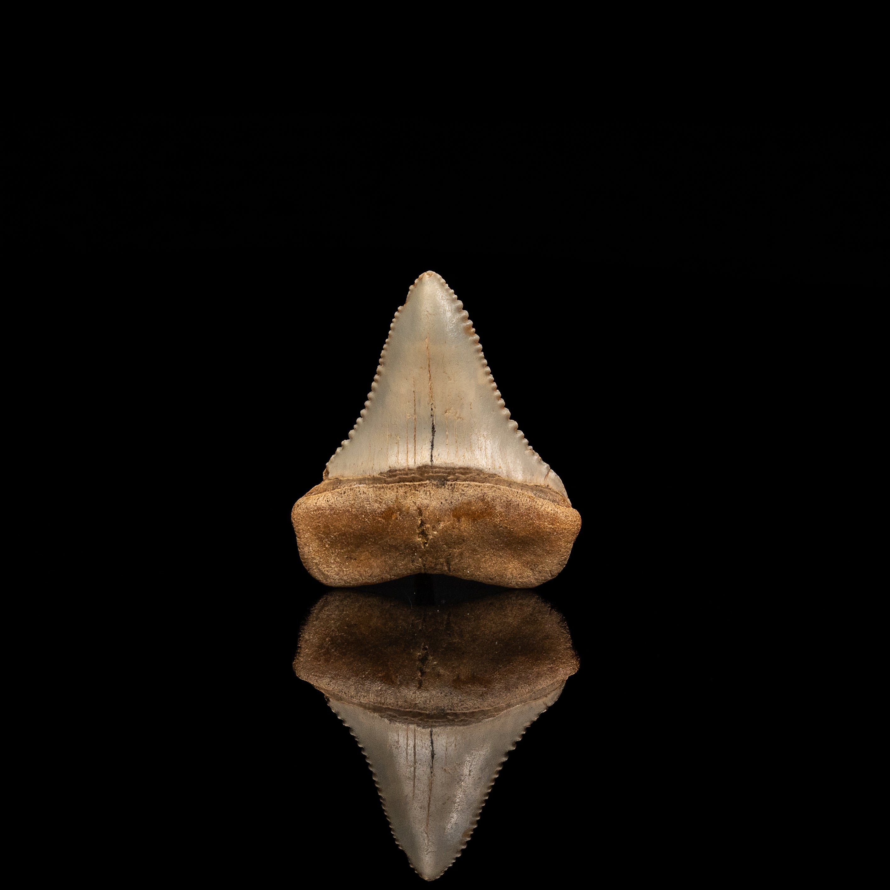 Rare Fossil Great White San Diego 1.52"