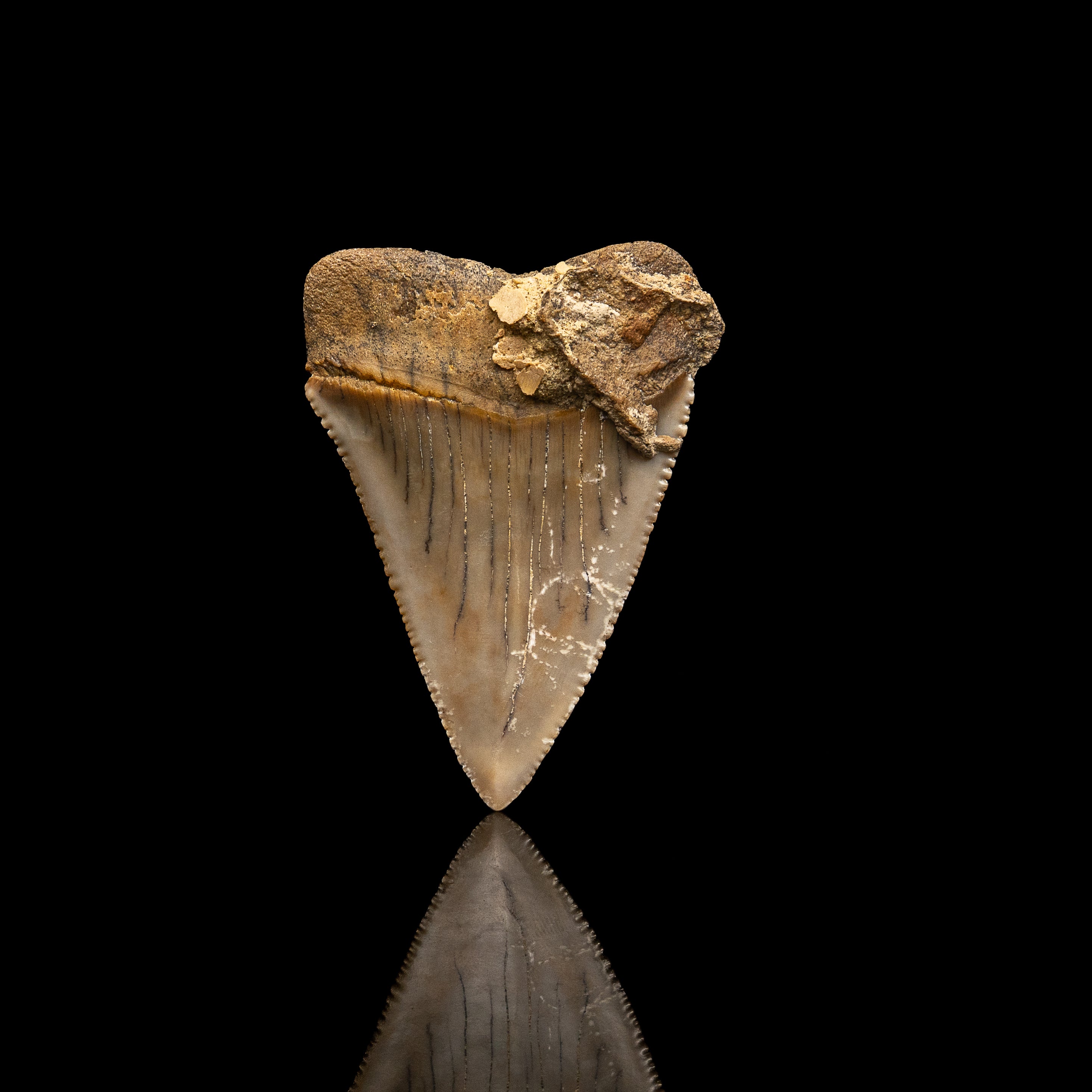 Fossil Great White 2.60" Baja California