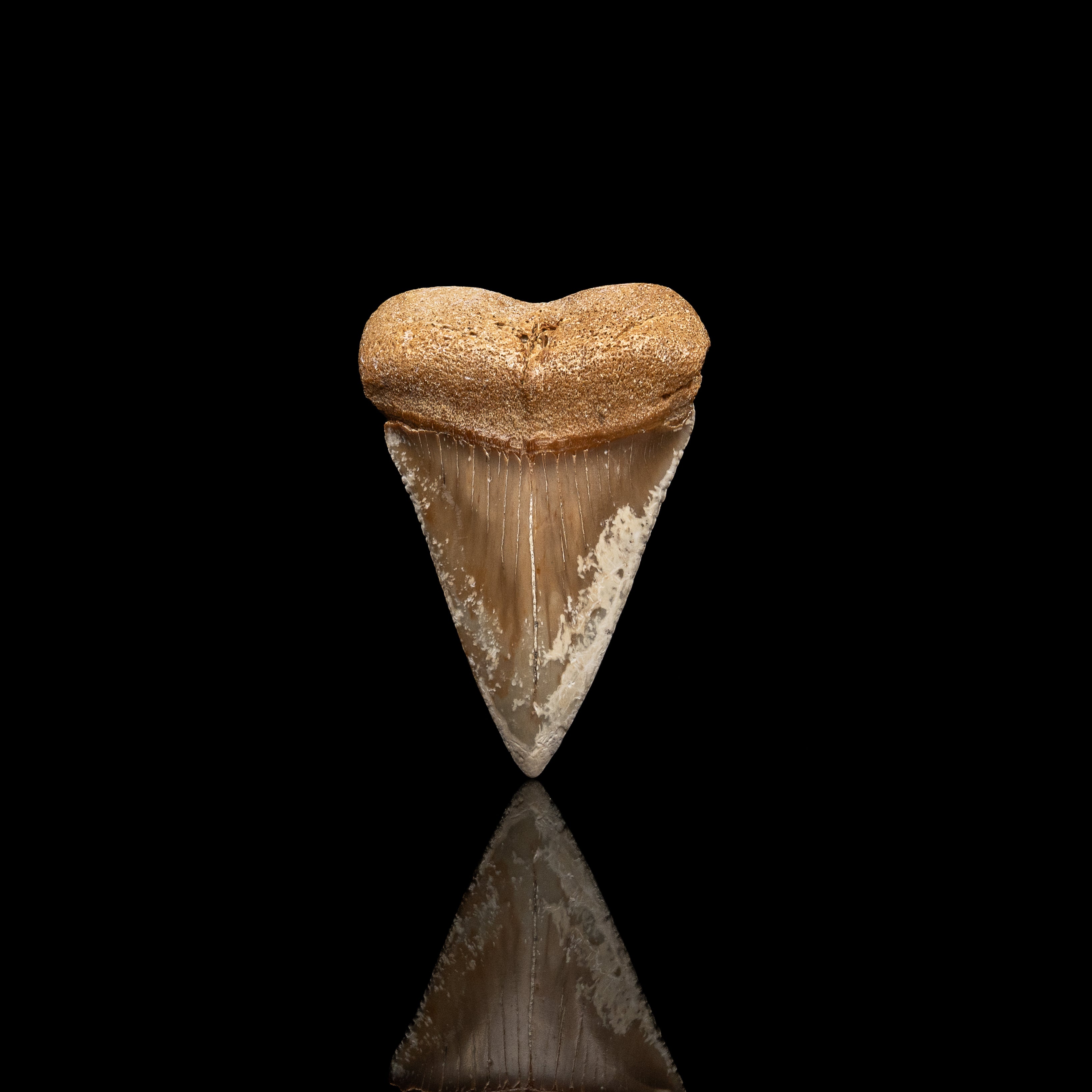 Fossil Great White 2.61" Baja California