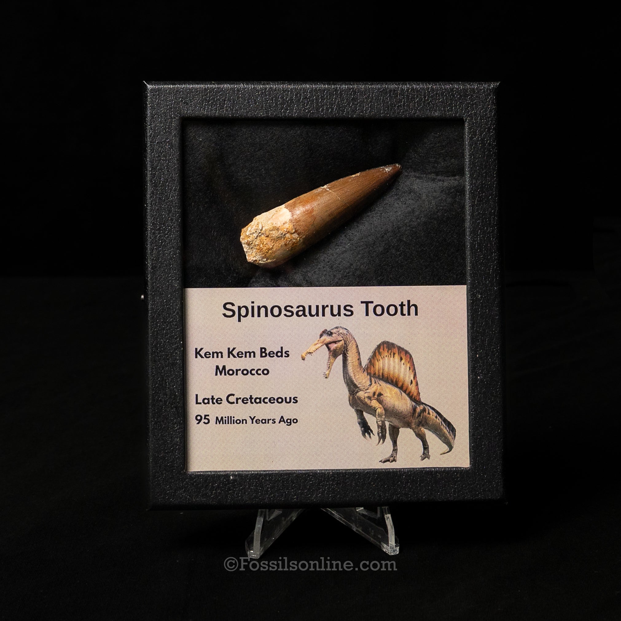 Spinosaurus Dinosaur Tooth Med Case